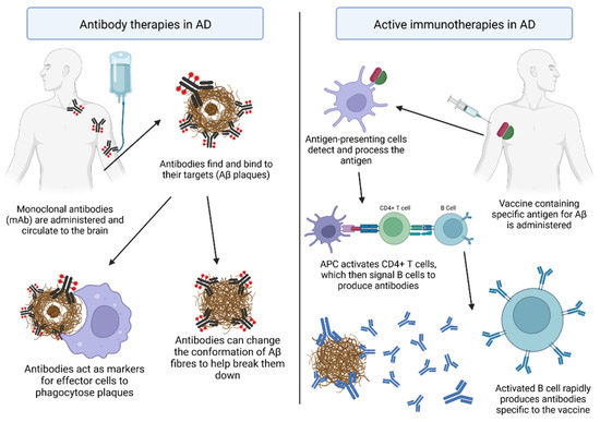 Immunotherapies for Alzheimer's Disease—A Review