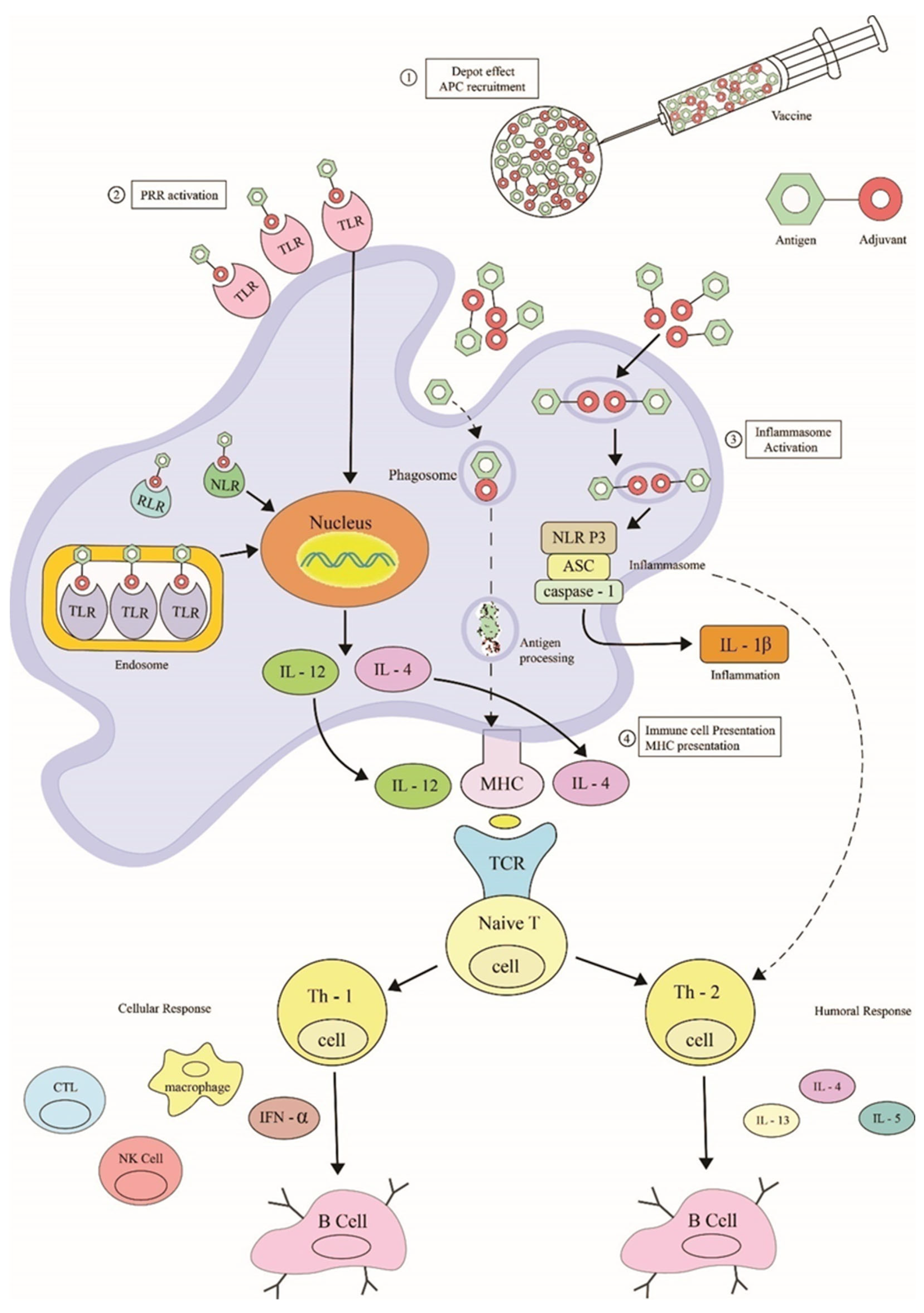Vaccines 10 01578 g006