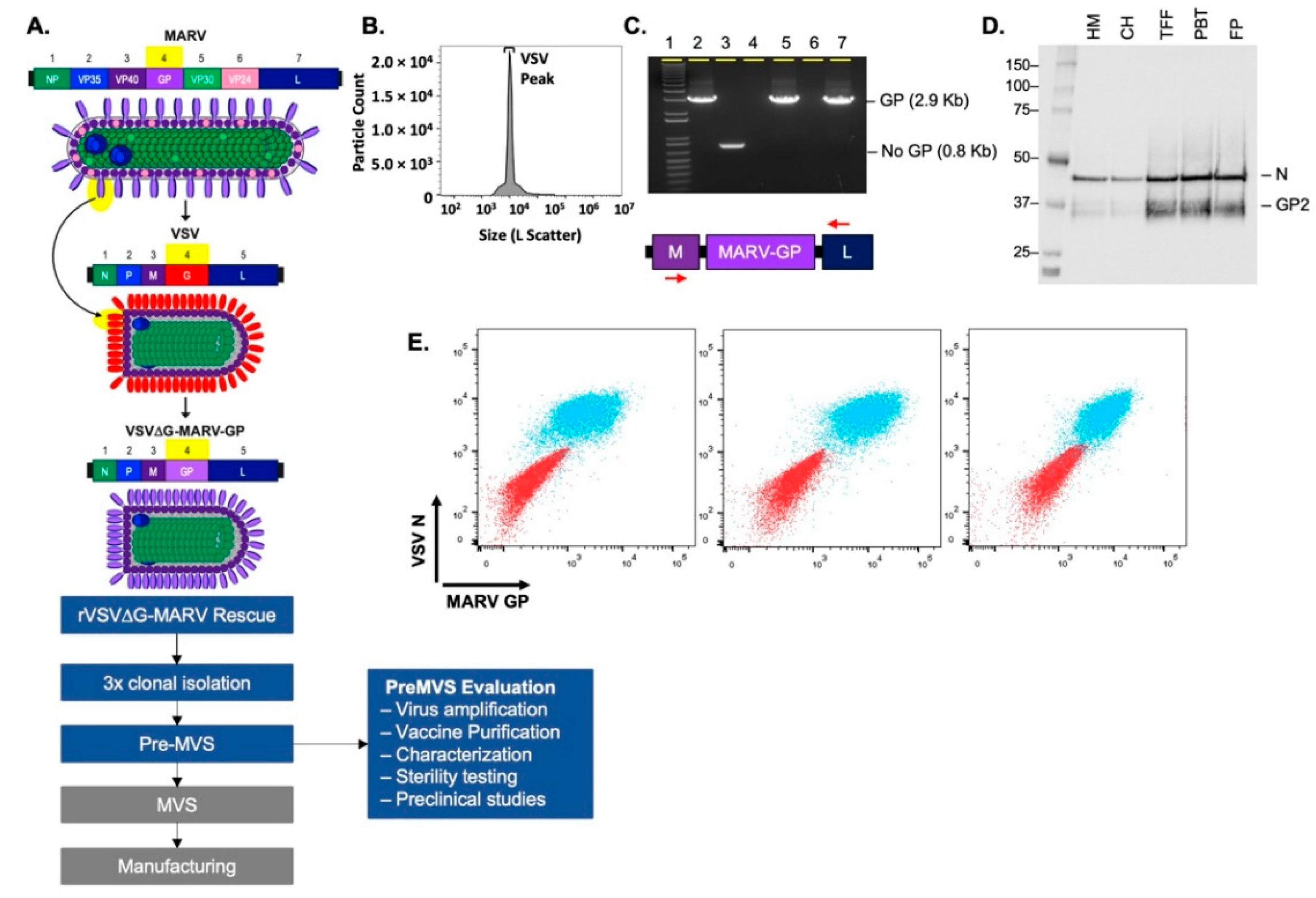 Vaccines 10 01582 g001 Vaccines 10 01582 g001