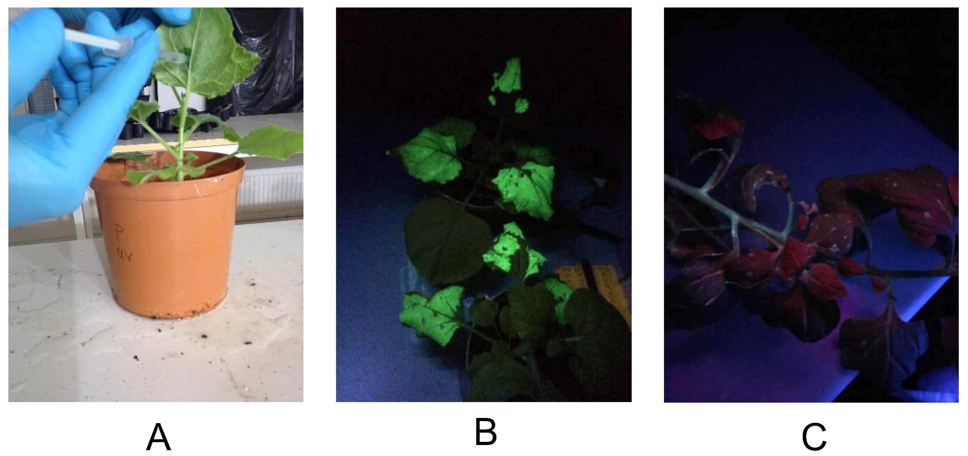 Vaccines 10 01667 g001