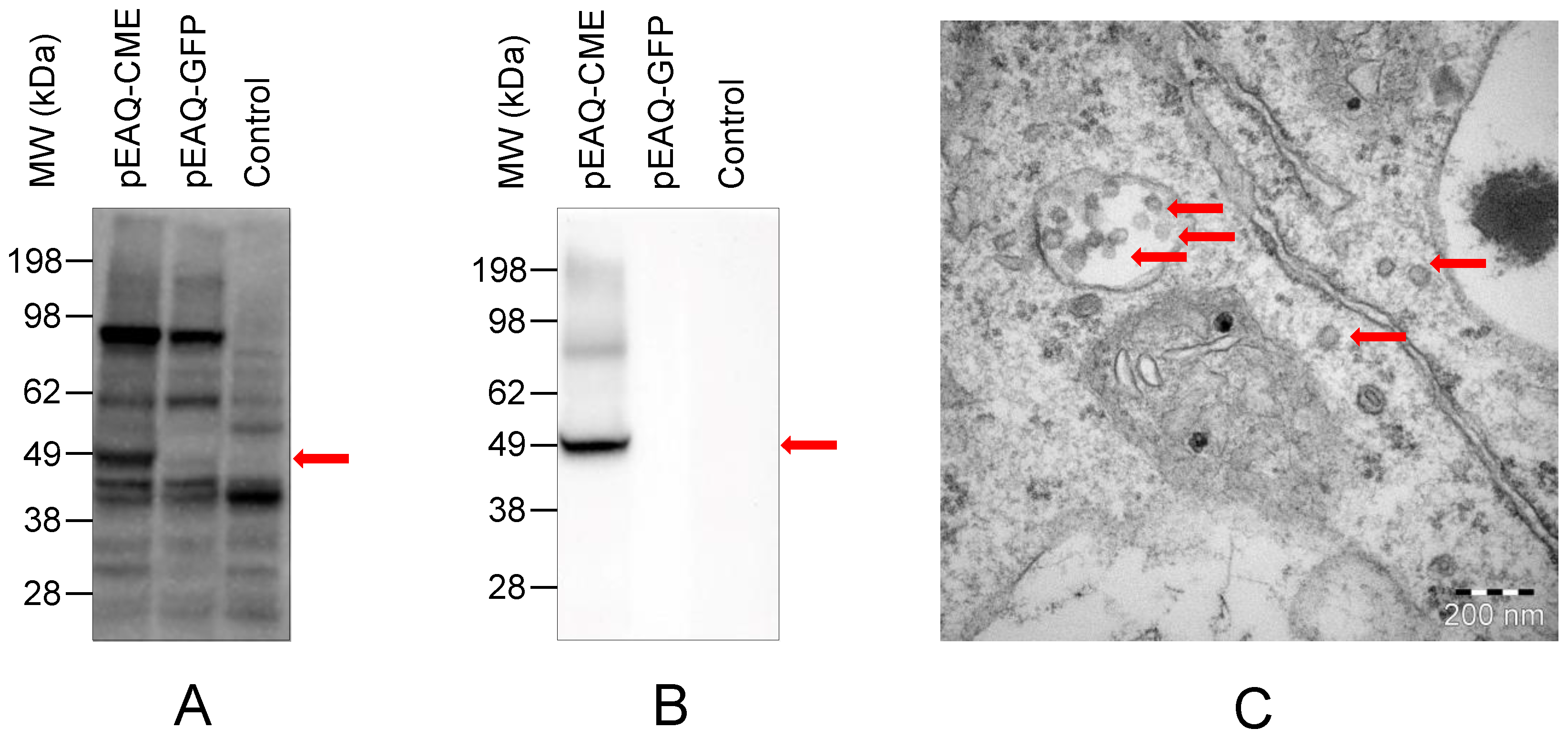 Vaccines 10 01667 g002