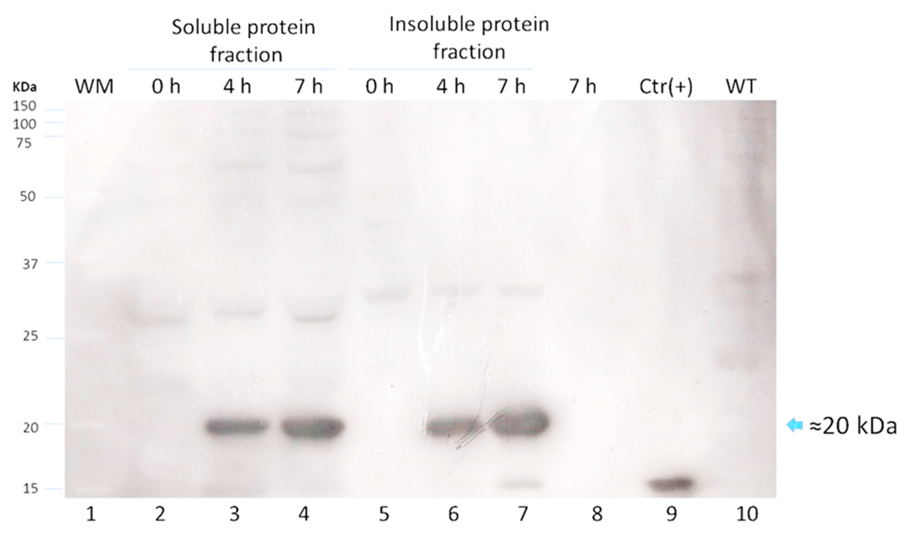 Vaccines 10 01759 g004