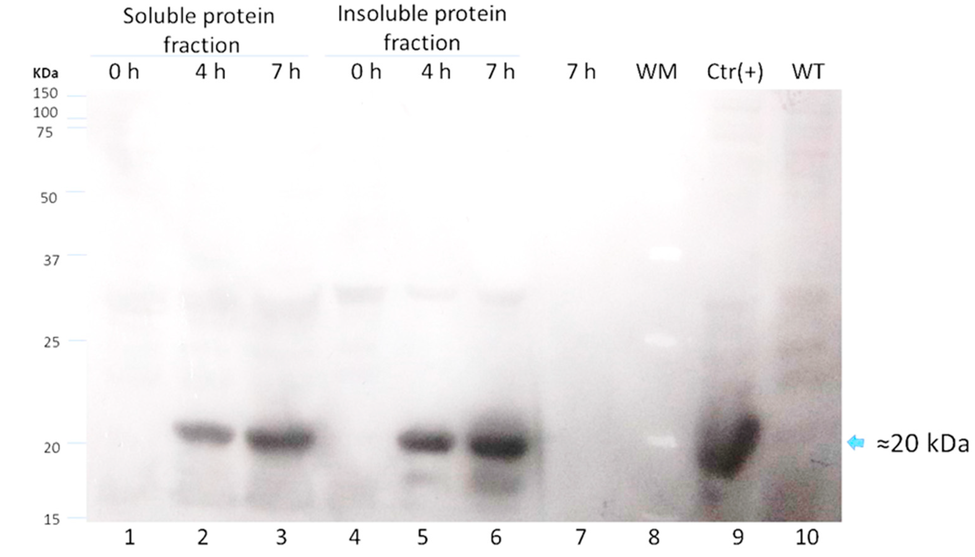 Vaccines 10 01759 g005