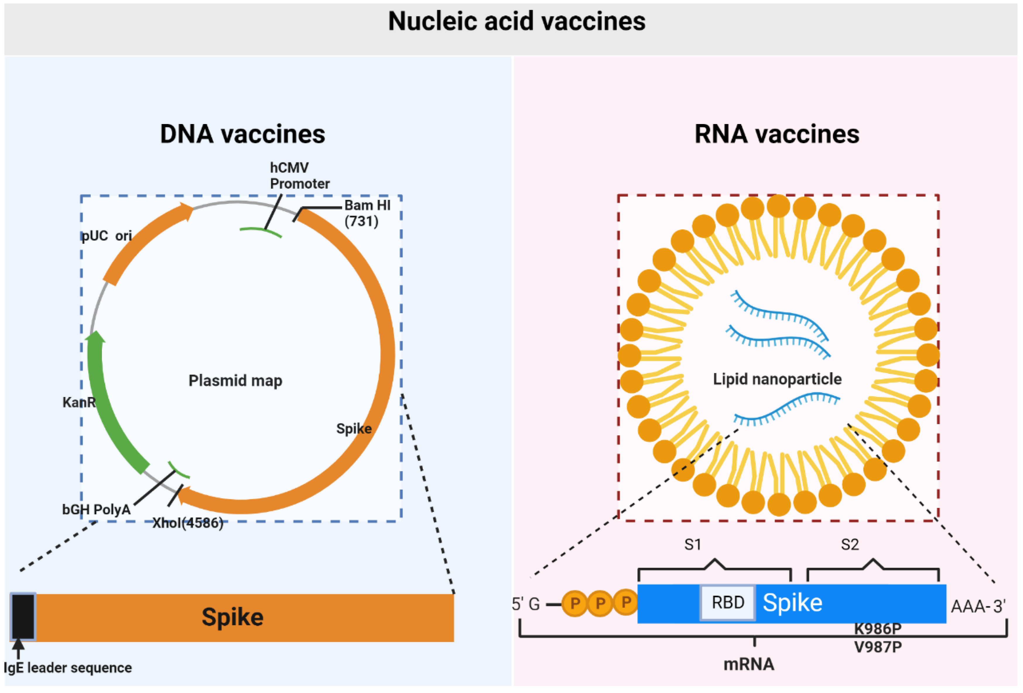 Safety and immunogenicity of INO-4800 DNA vaccine against SARS-CoV