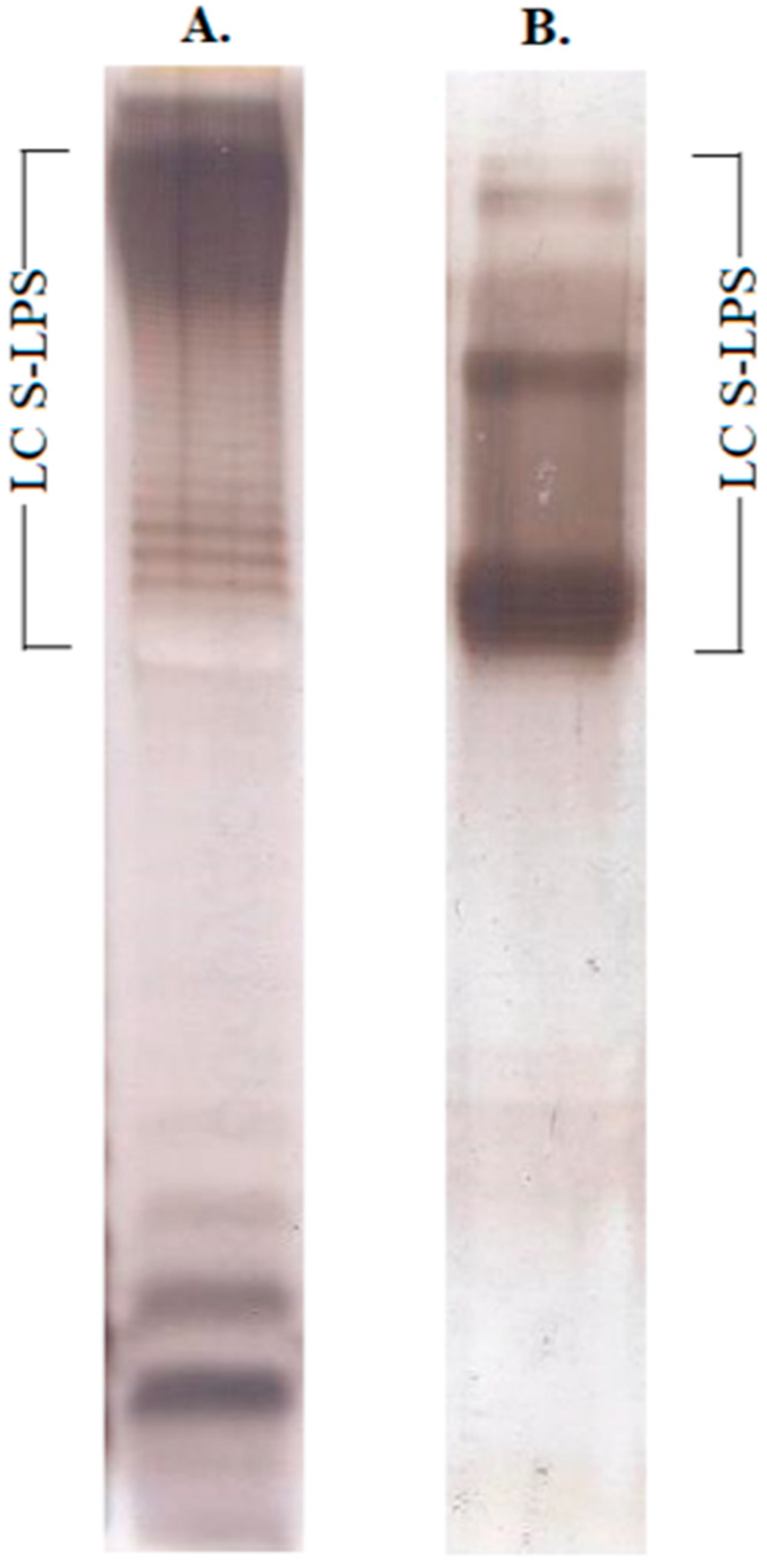 Vaccines 10 01854 g001 Vaccines 10 01854 g001