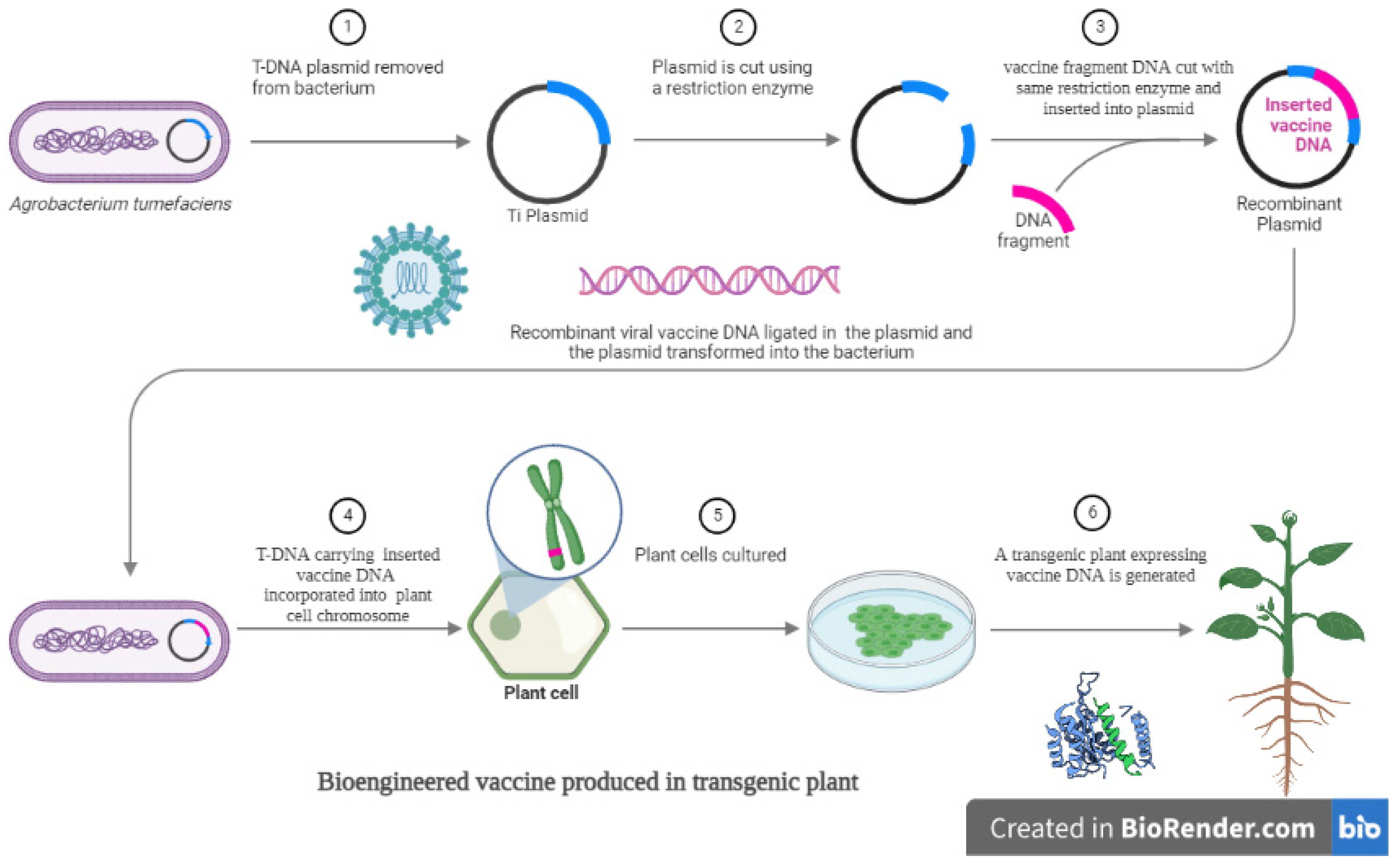 Vaccines | Free Full-Text | Recent Progress on Vaccines Produced in Transgenic Plants Vaccines | Free Full-Text | Recent Progress on Vaccines Produced in Transgenic Plants