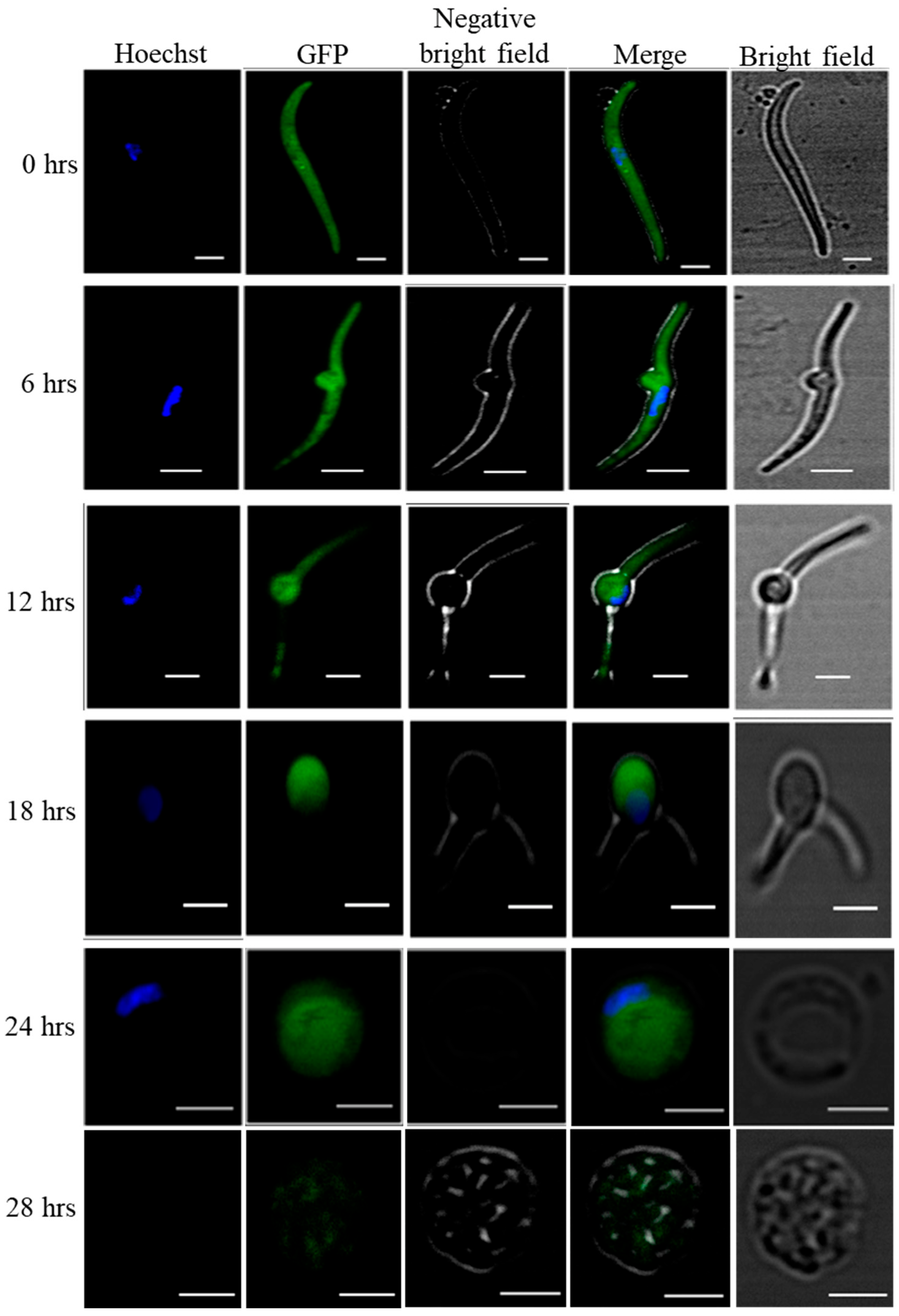 Vaccines 10 01884 g001