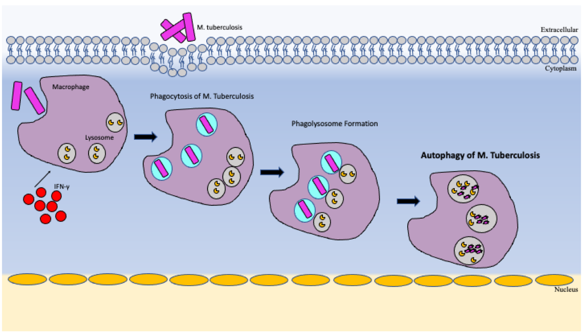 Vaccines 10 01892 g002 Vaccines 10 01892 g002