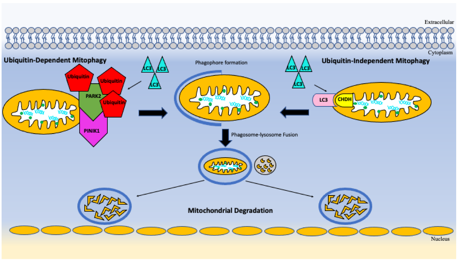 Vaccines 10 01892 g003 Vaccines 10 01892 g003