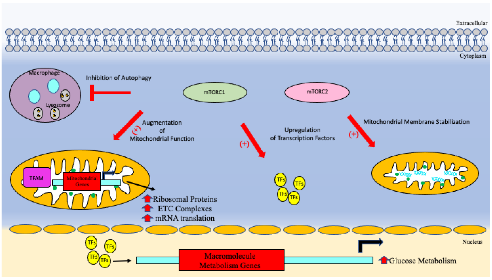 Vaccines 10 01892 g004 Vaccines 10 01892 g004