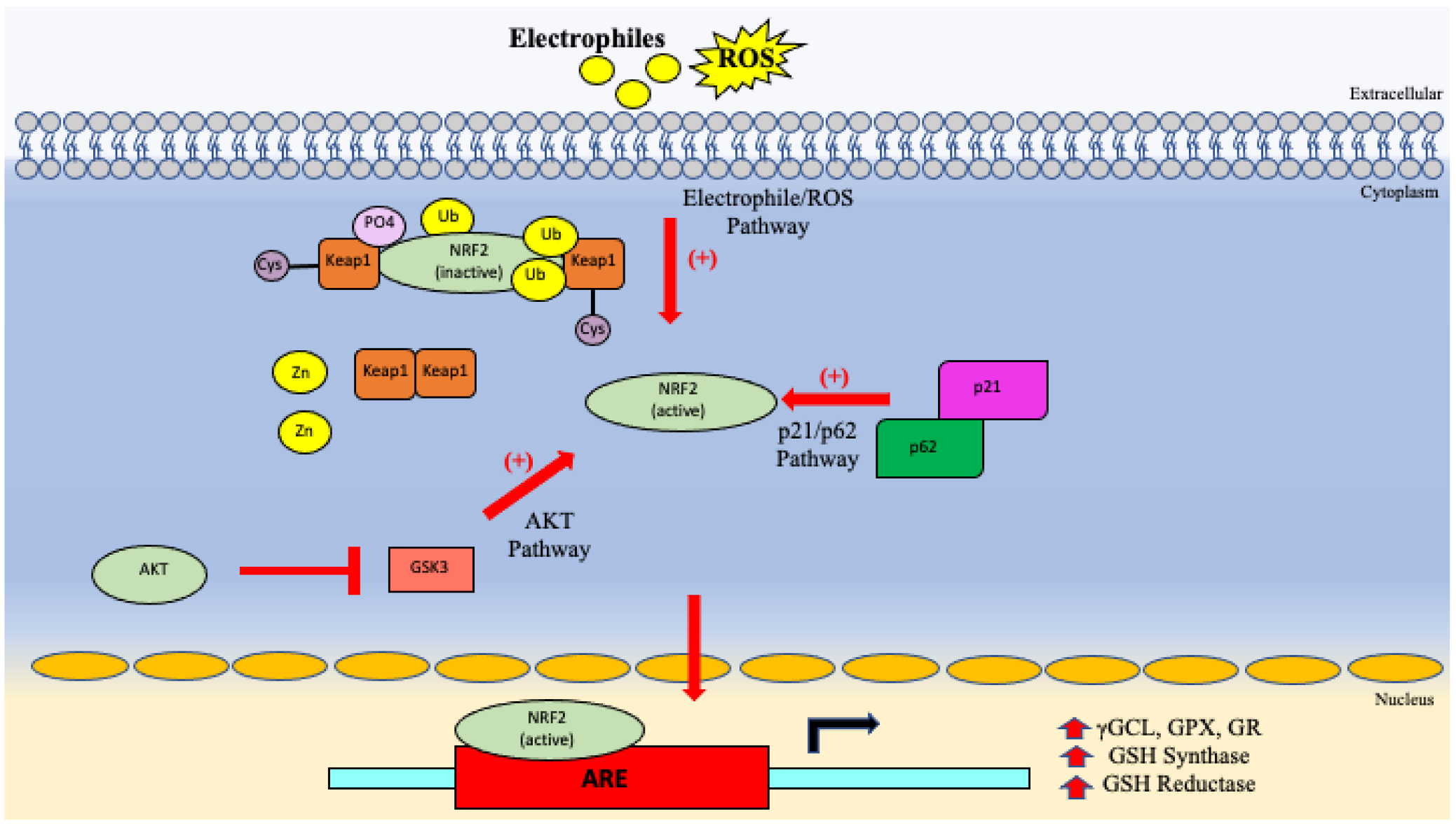 Vaccines 10 01892 g006 Vaccines 10 01892 g006