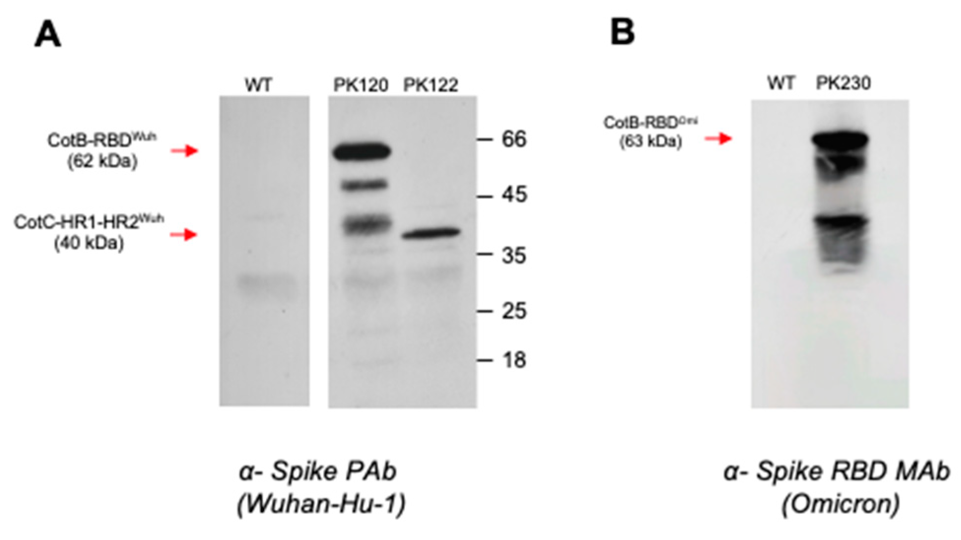 Vaccines 10 01900 g001