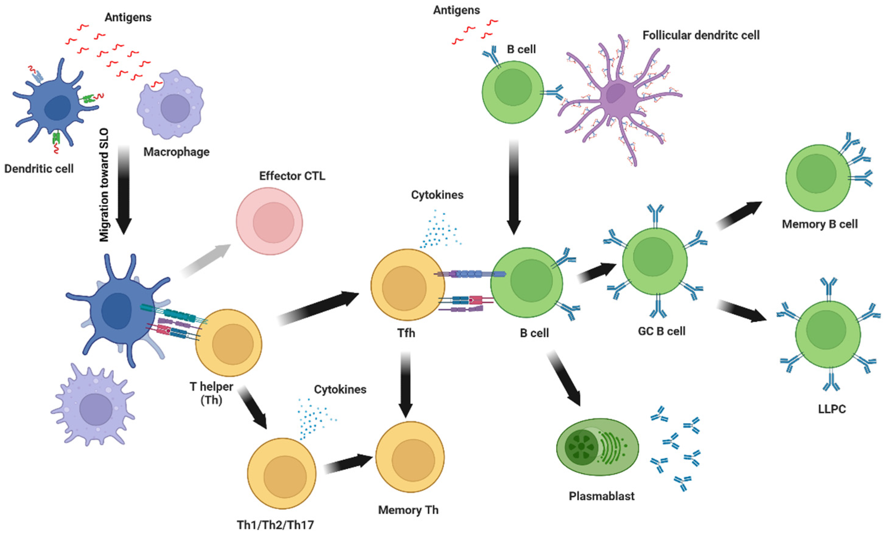 Vaccines 10 01920 g003 Vaccines 10 01920 g003