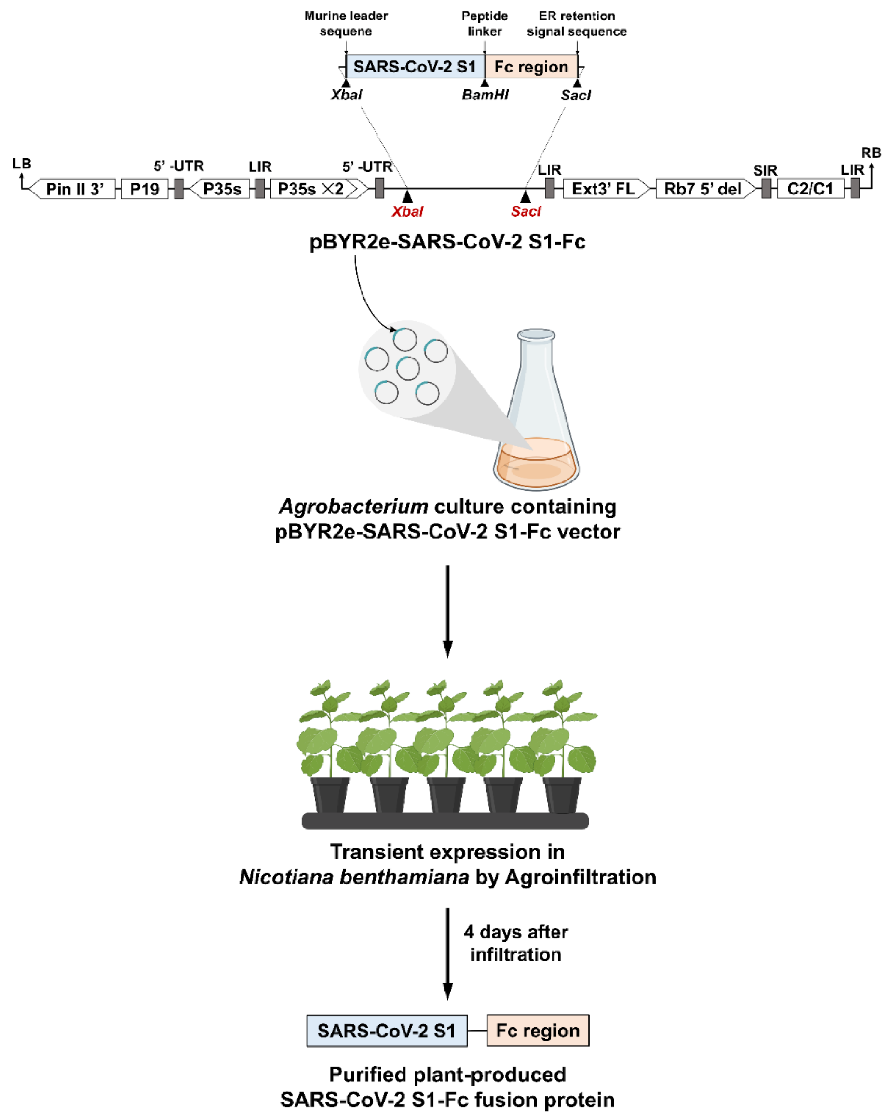 Vaccines 10 01961 g001