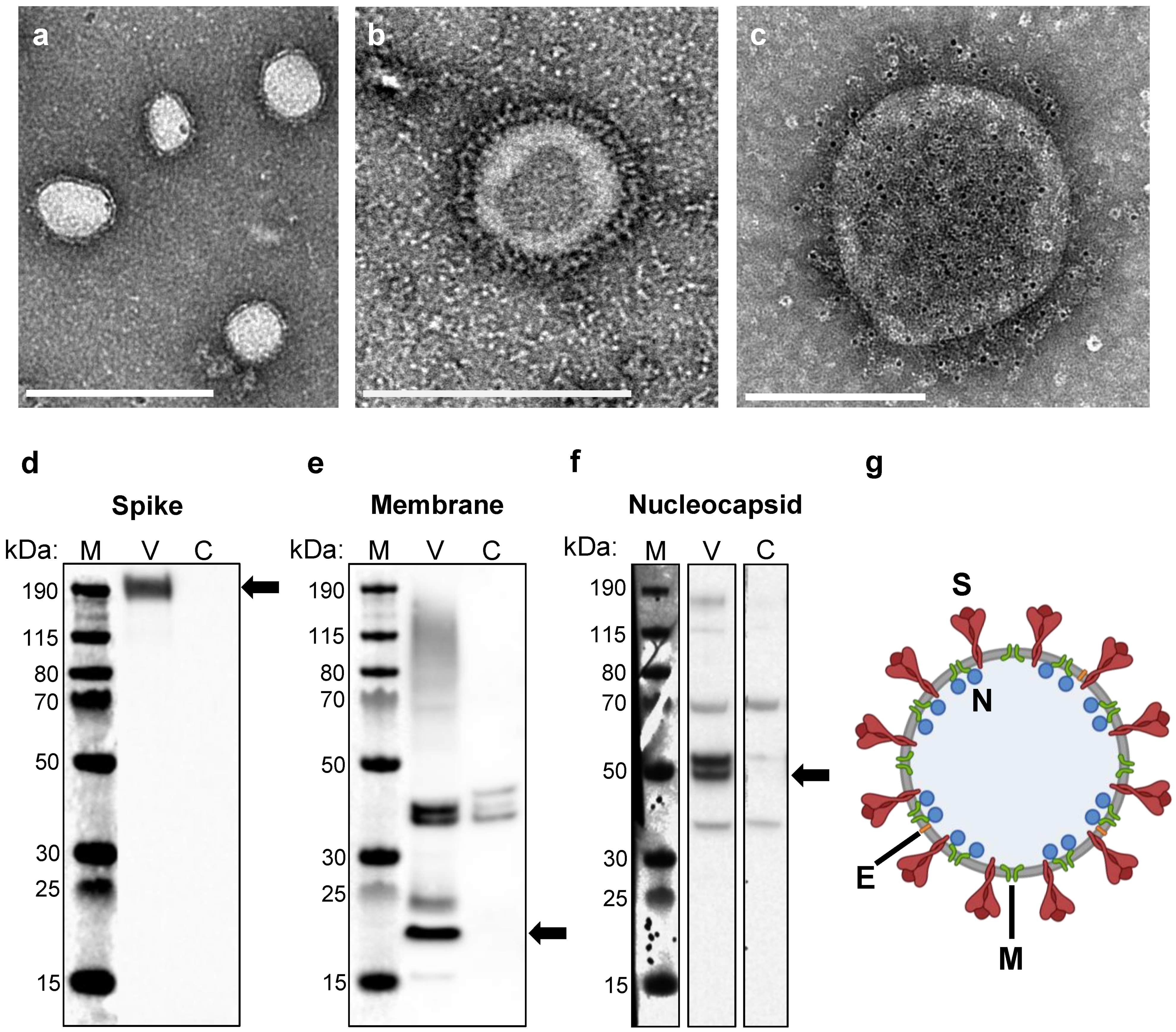 Vaccines 10 01997 g001 Vaccines 10 01997 g001