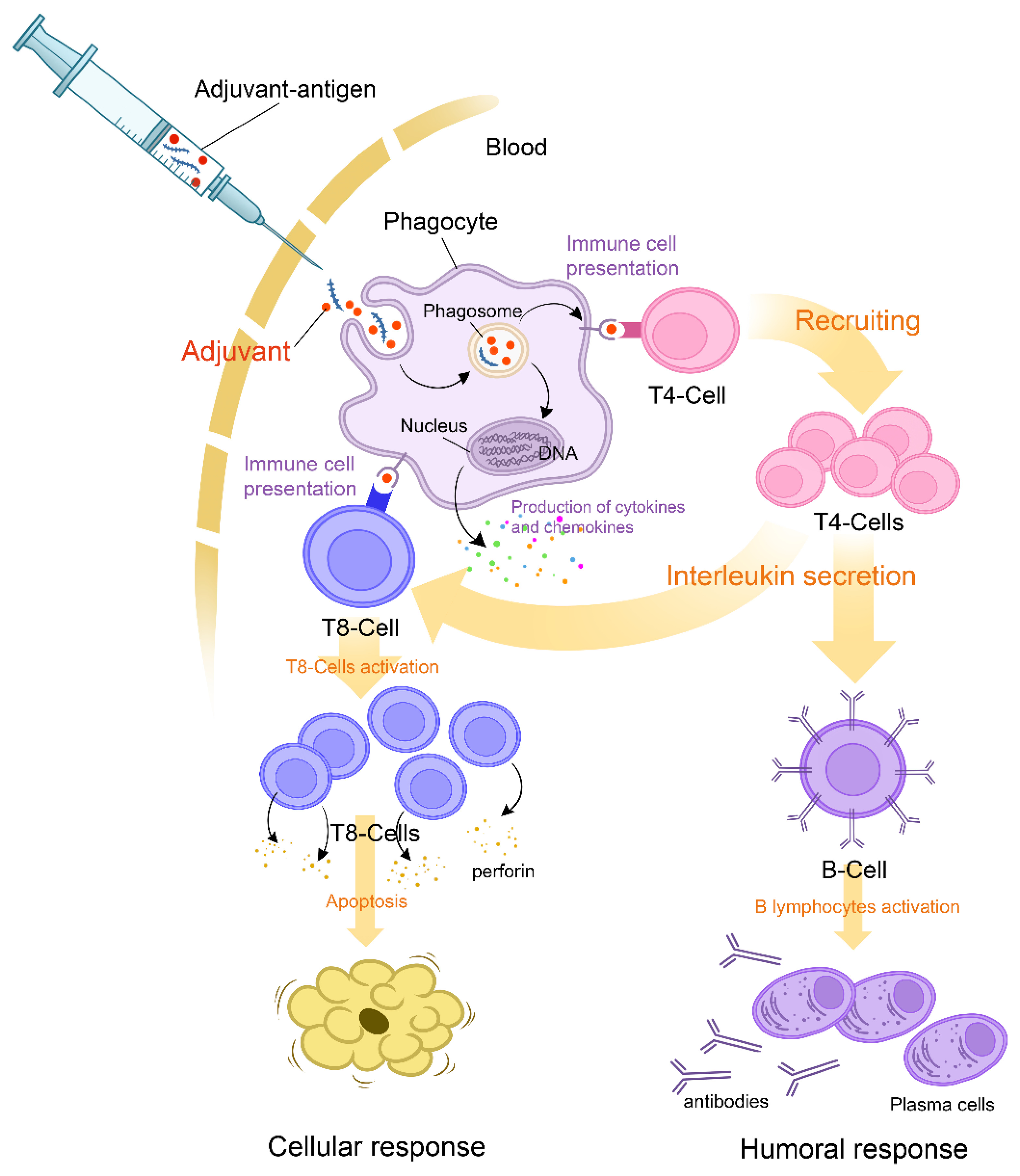Vaccines 10 02004 g001 Vaccines 10 02004 g001