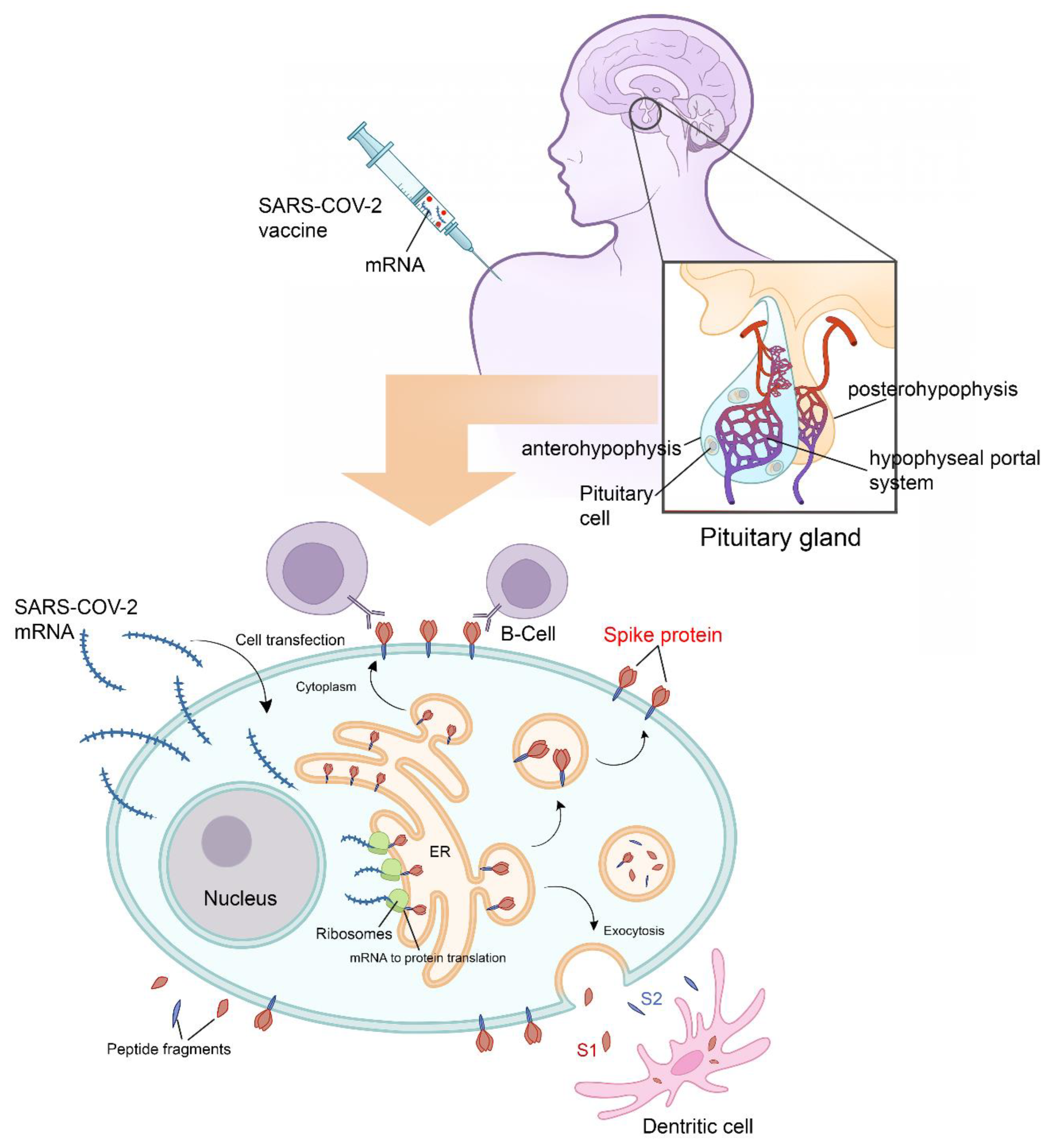 Vaccines 10 02004 g002 Vaccines 10 02004 g002