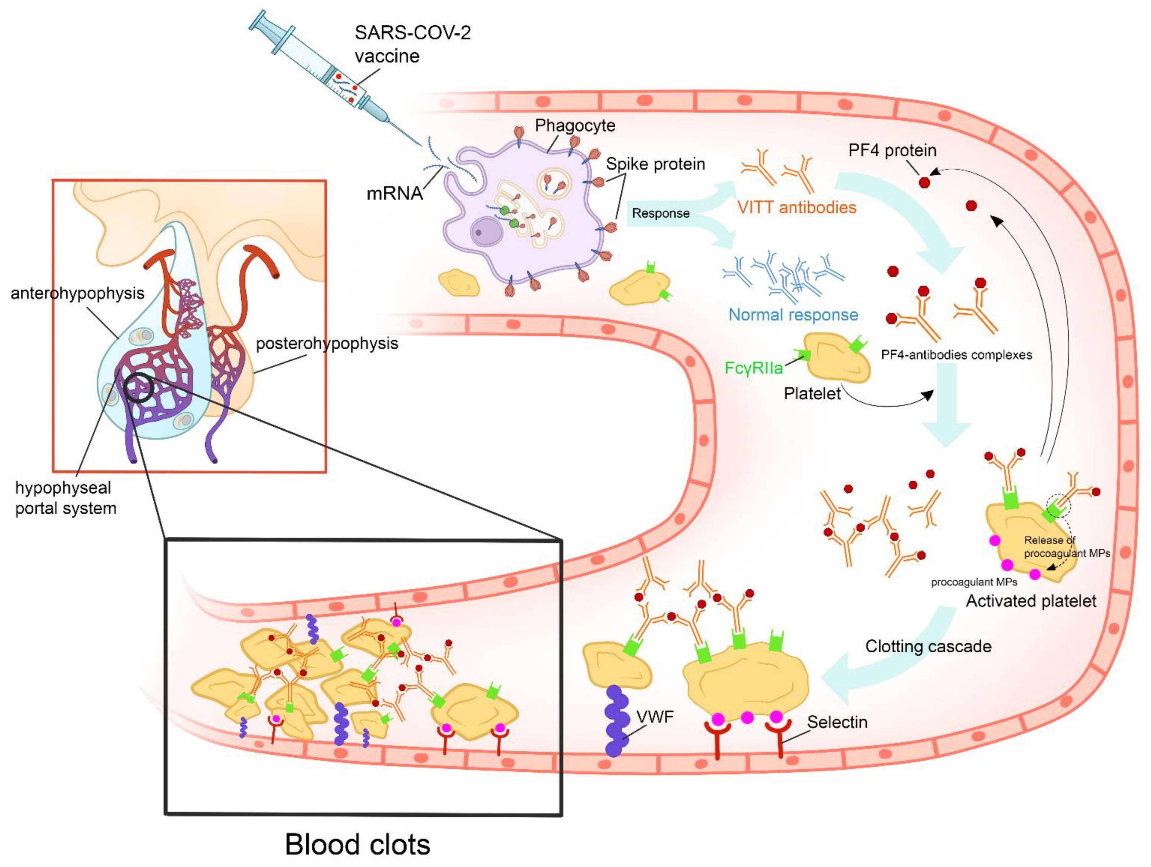 Vaccines 10 02004 g003 Vaccines 10 02004 g003