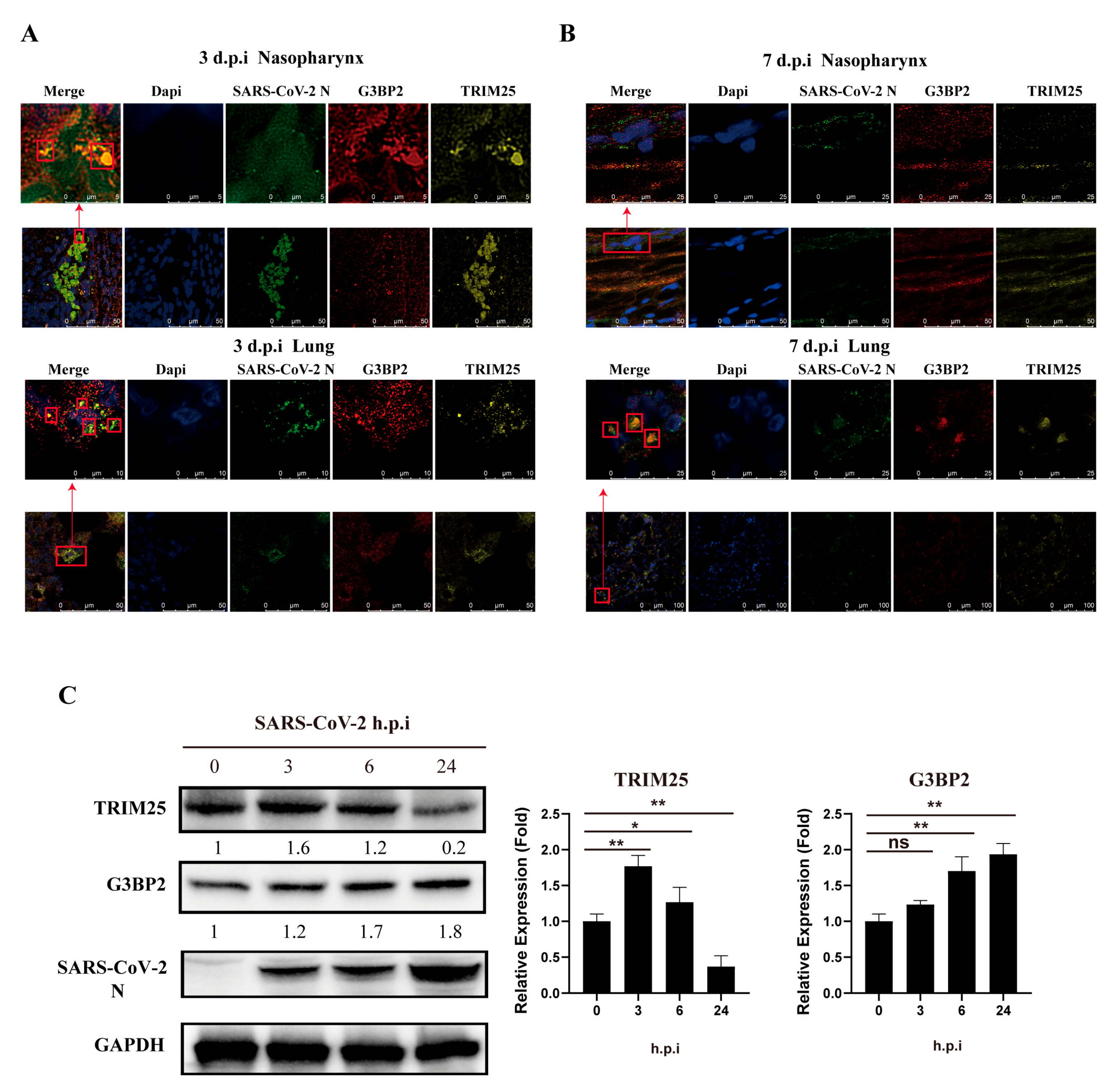 Vaccines 10 02042 g005