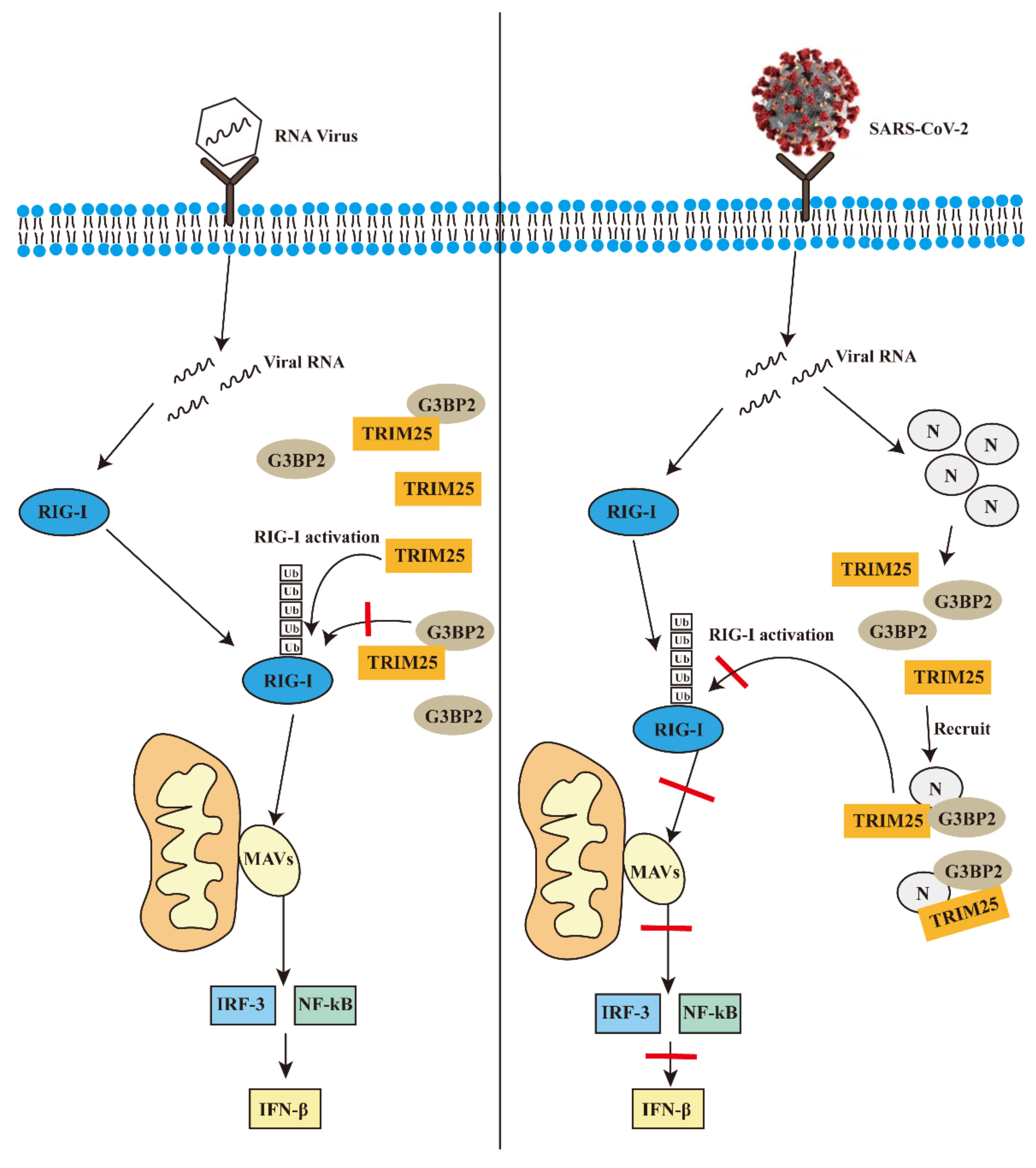 Vaccines 10 02042 g007