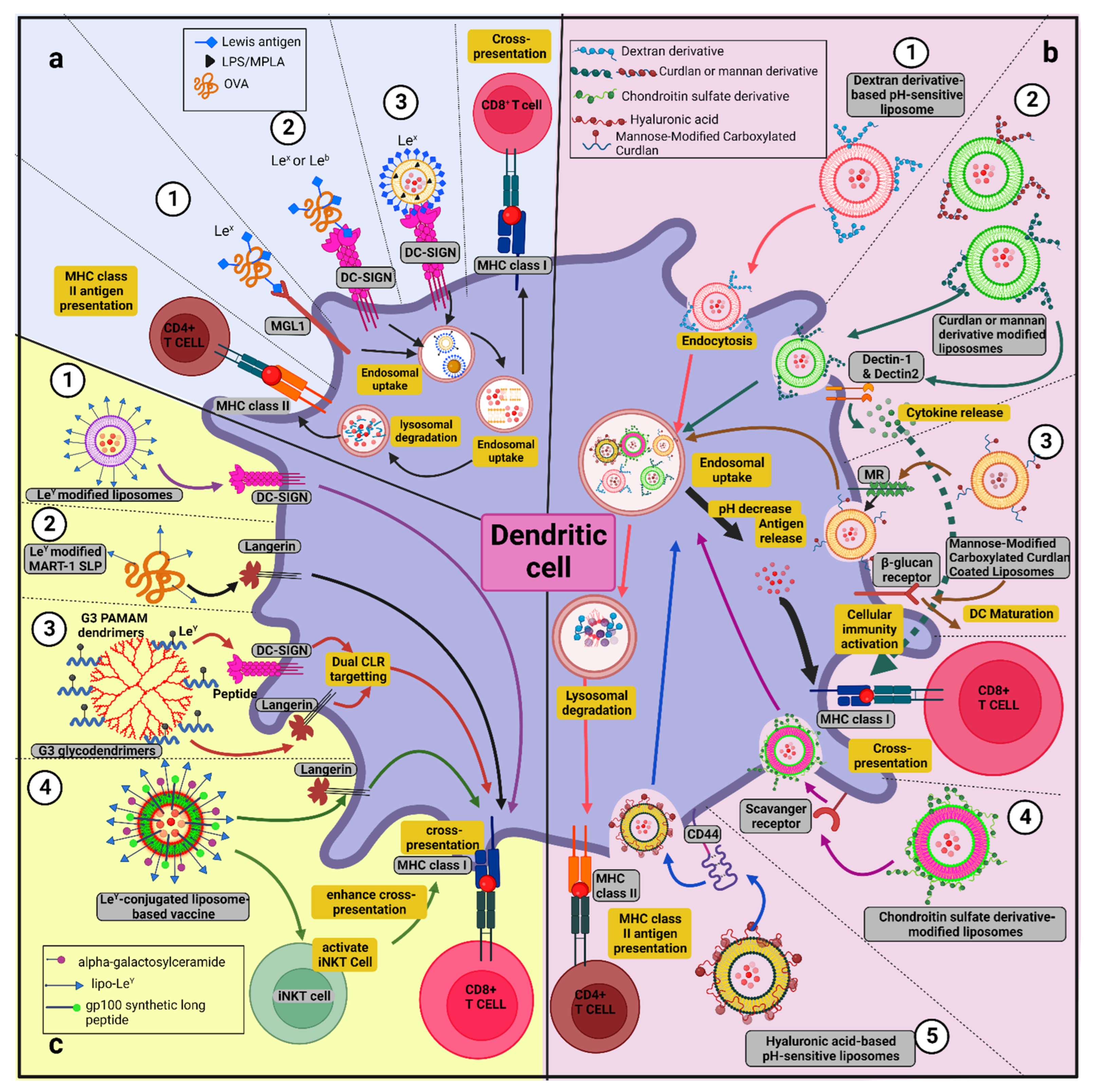 vlad nude models oxi Canvassing Prospects of Glyco-Nanovaccines for Developing  Cross-Presentation Mediated Anti-Tumor Immunotherapy