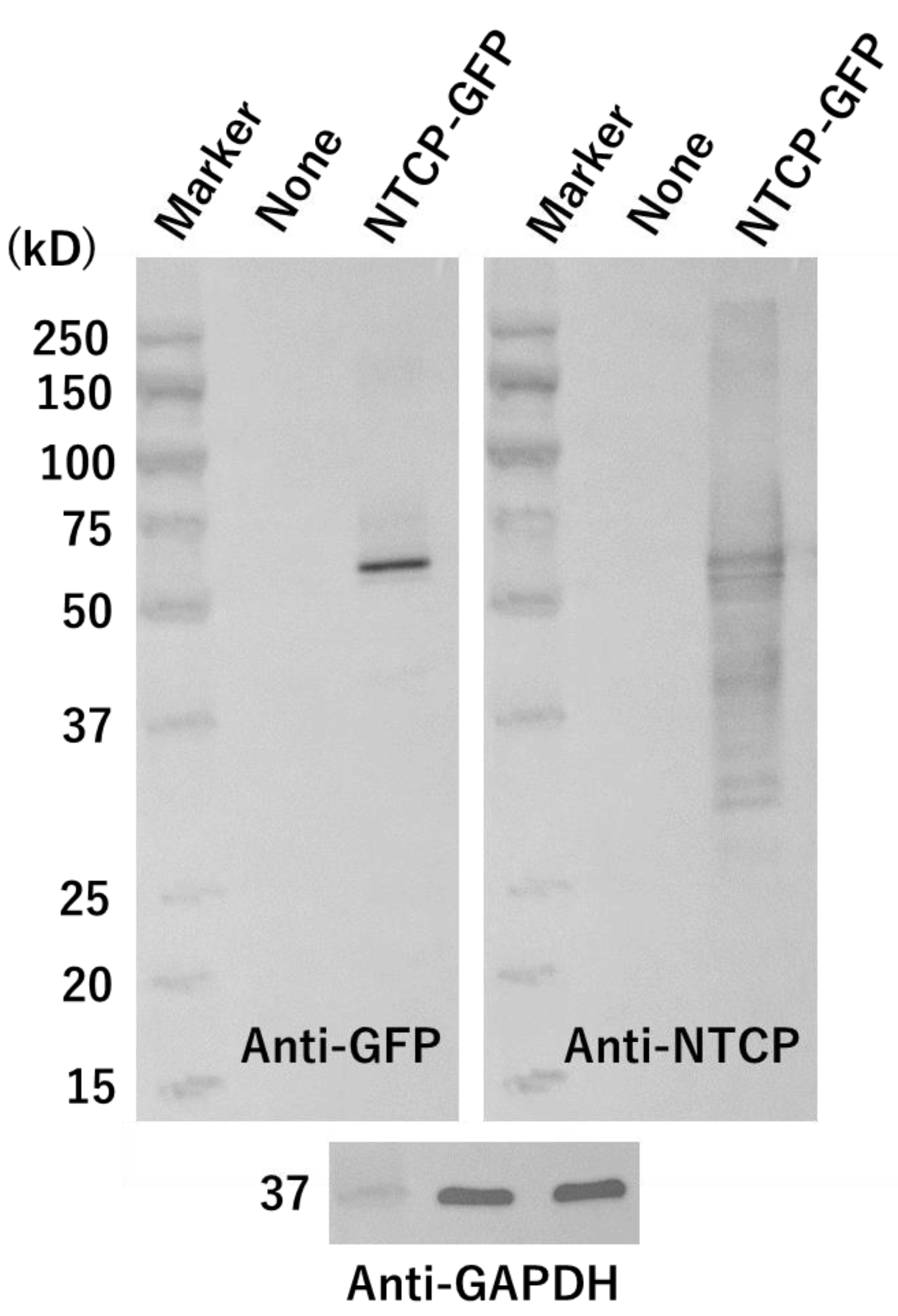 Vaccines 10 02050 g002 Vaccines 10 02050 g002