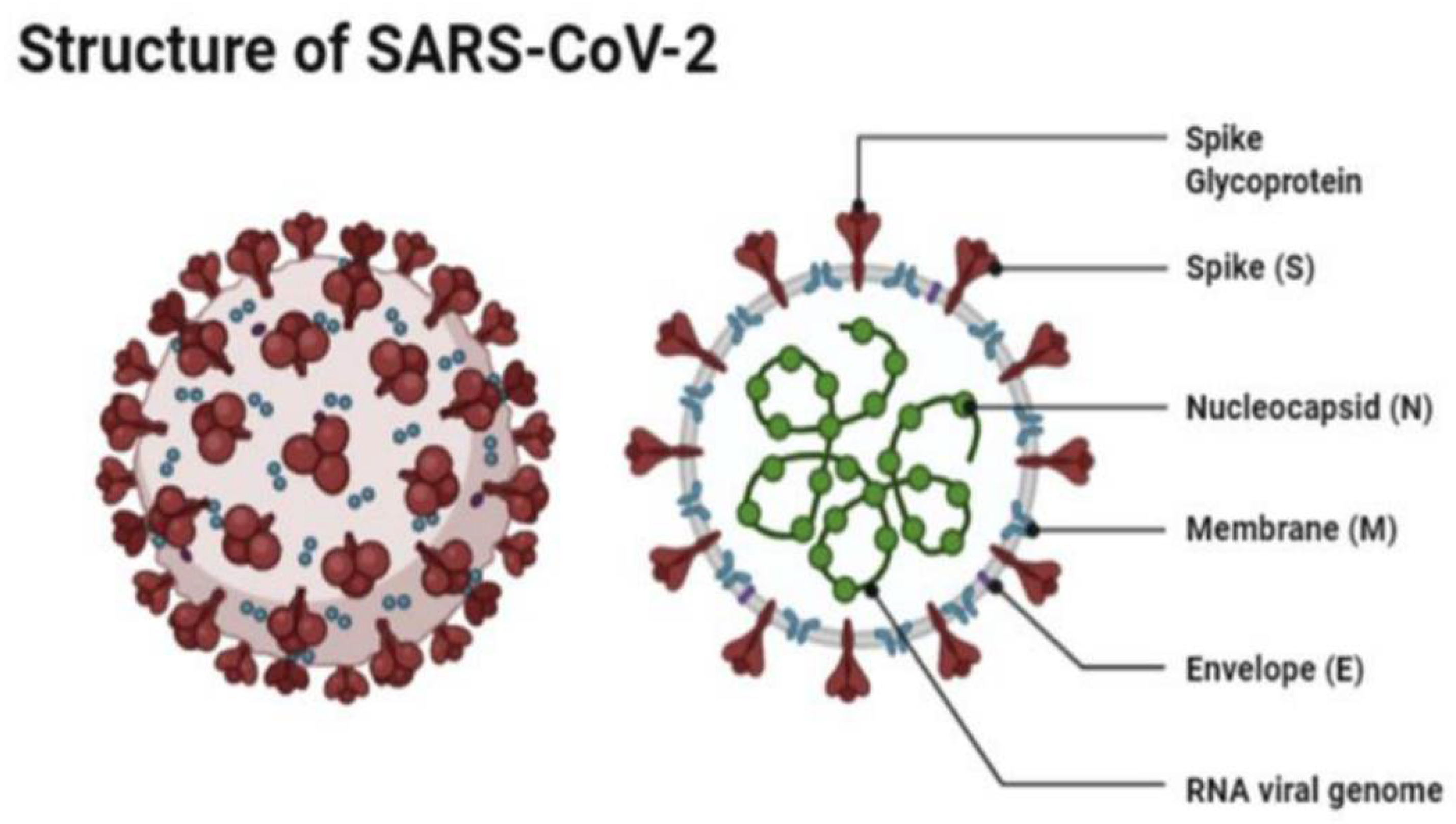 Рнк sars cov 2. Строение вируса SARS-cov-2. Структура SARS-cov-2. Вирус SARS cov изображение.
