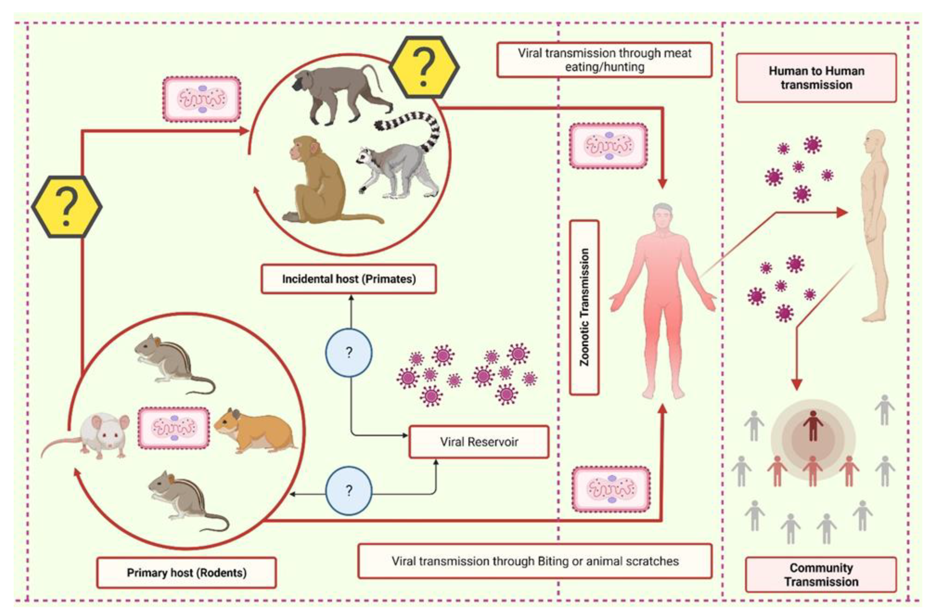 Monkey shortage imperils early-stage drug development timelines