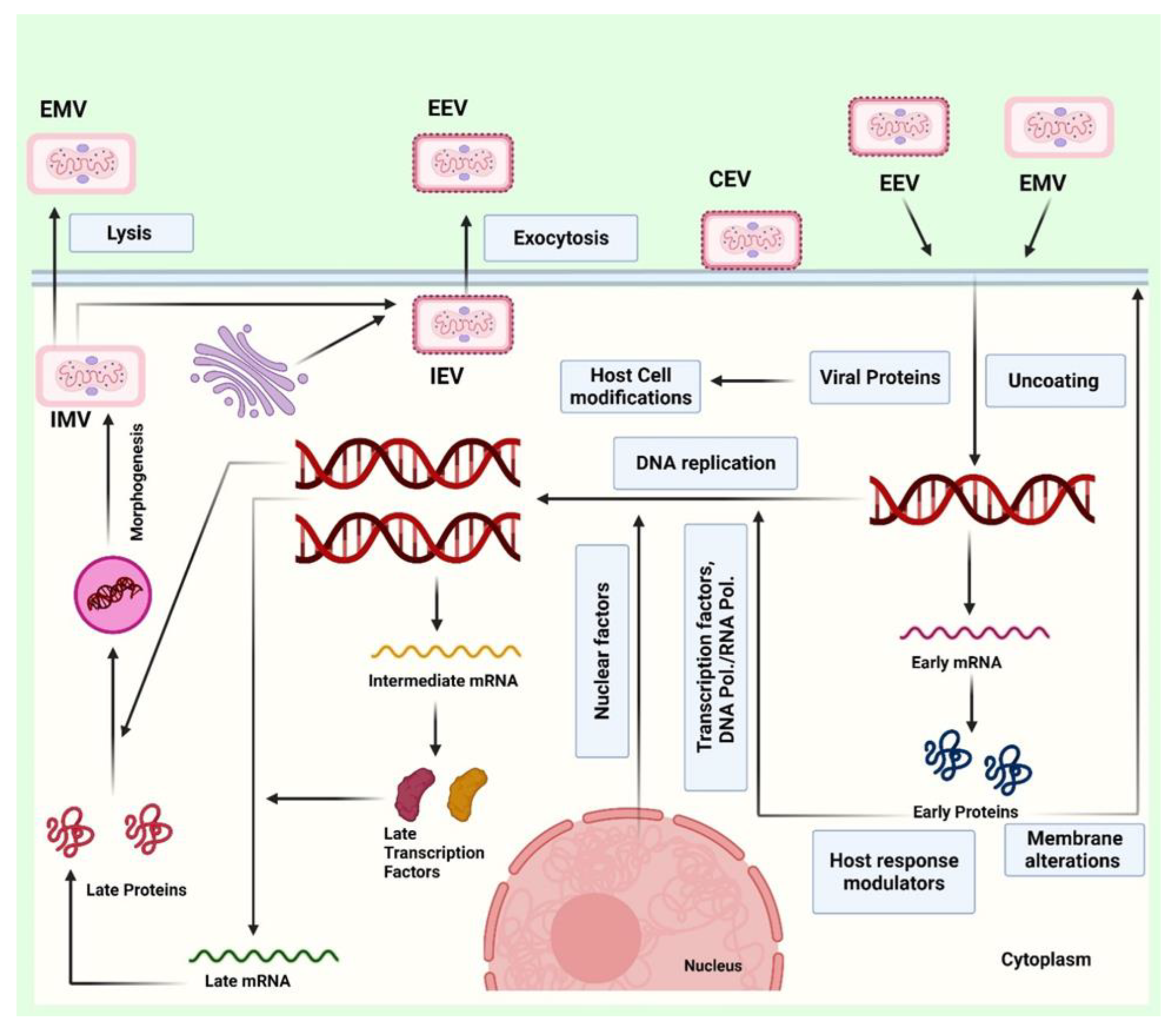 Vaccines 10 02091 g002 Vaccines 10 02091 g002