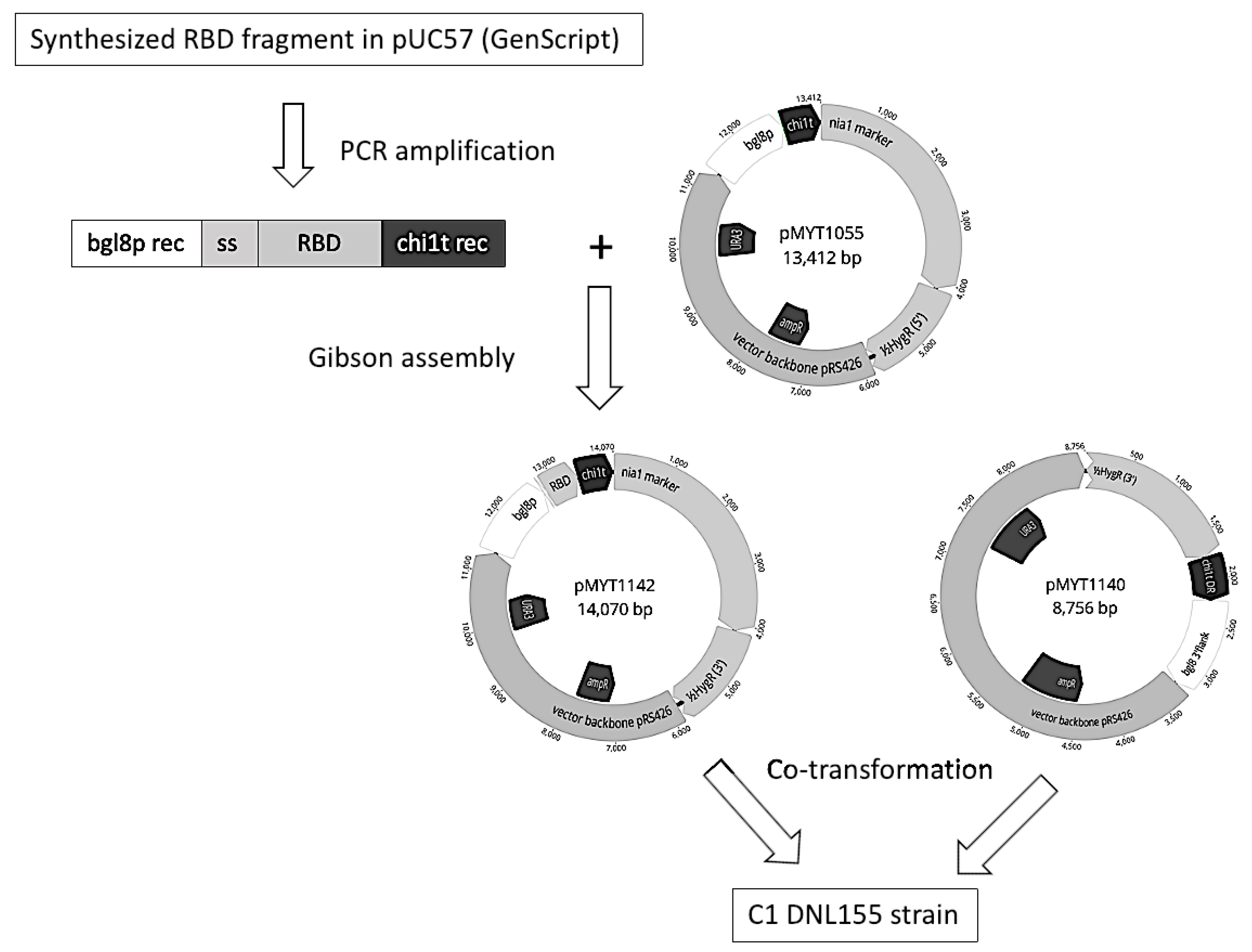 Vaccines 10 02119 g001
