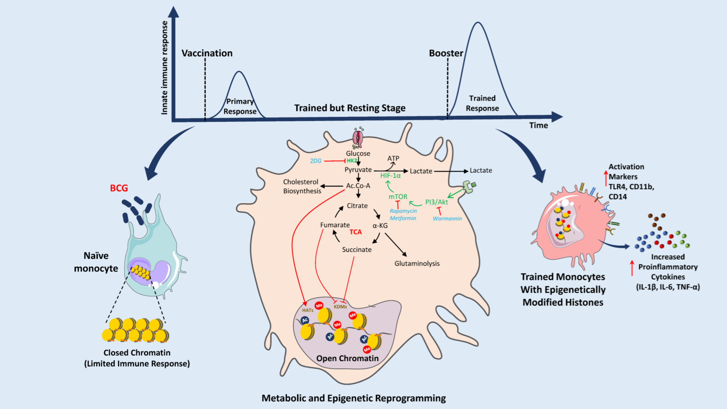 Vaccines 10 02127 g002 Vaccines 10 02127 g002