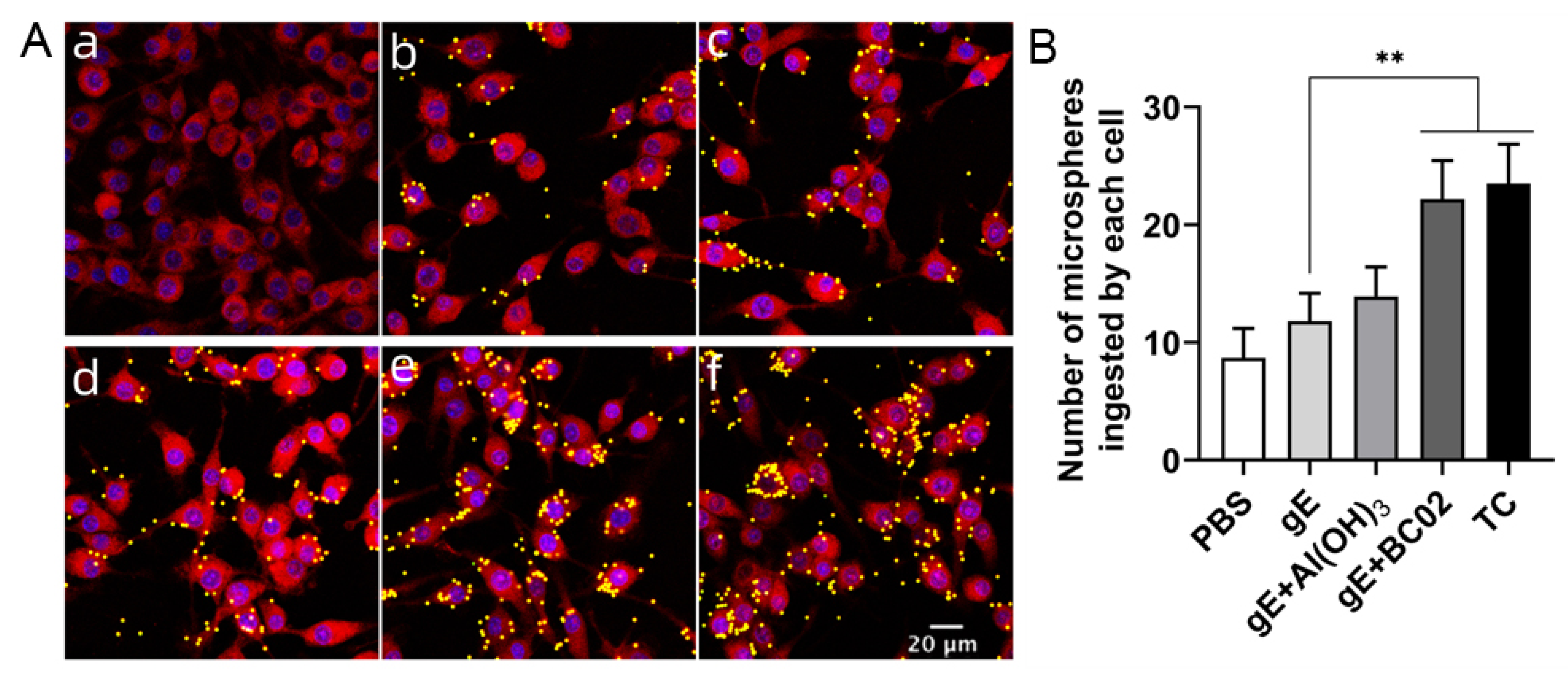Vaccines 10 02155 g008 Vaccines 10 02155 g008