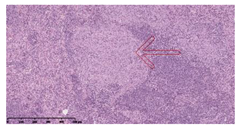 Vaccines 10 02164 i007