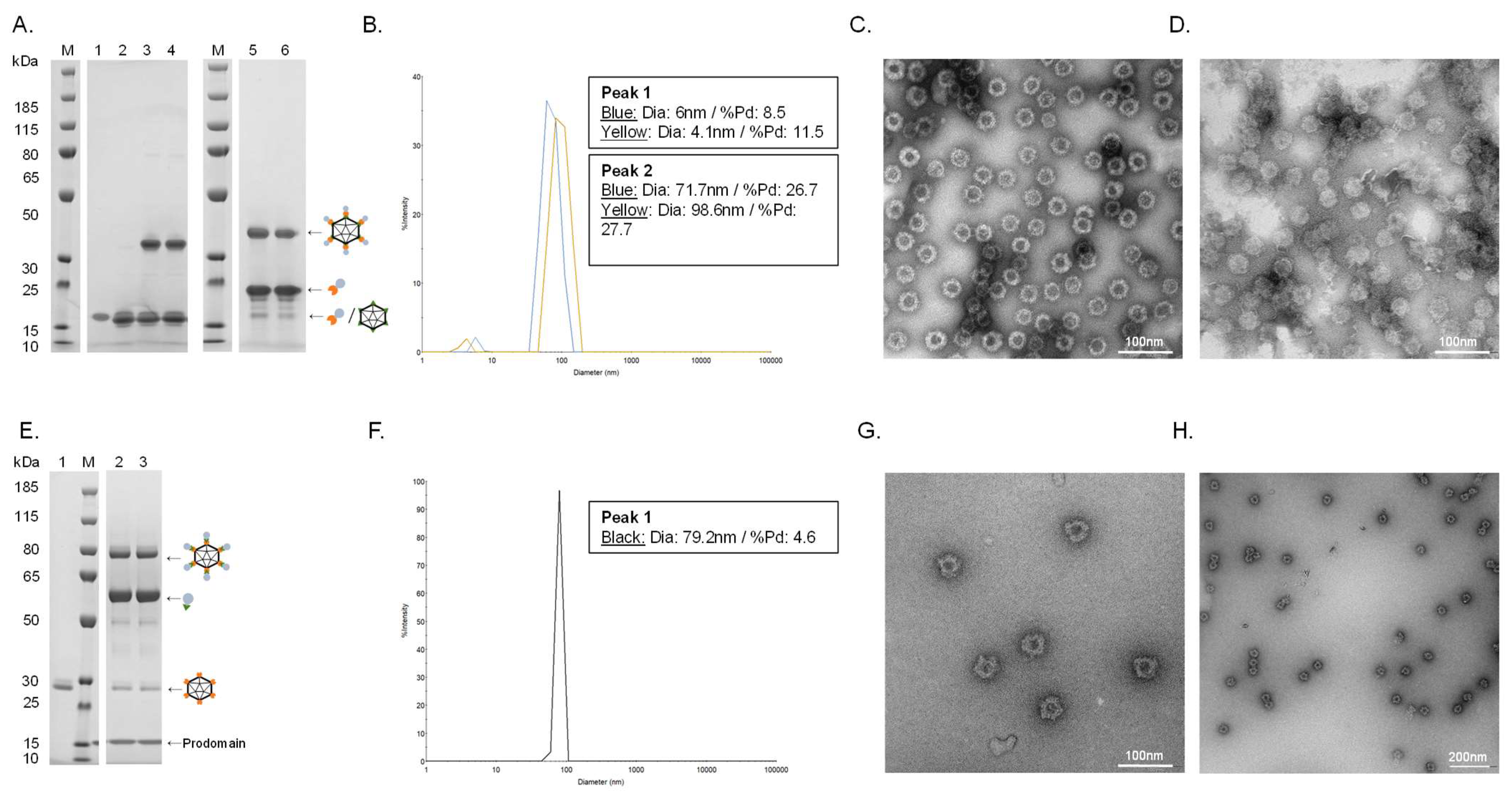 Vaccines 11 00002 g002 Vaccines 11 00002 g002