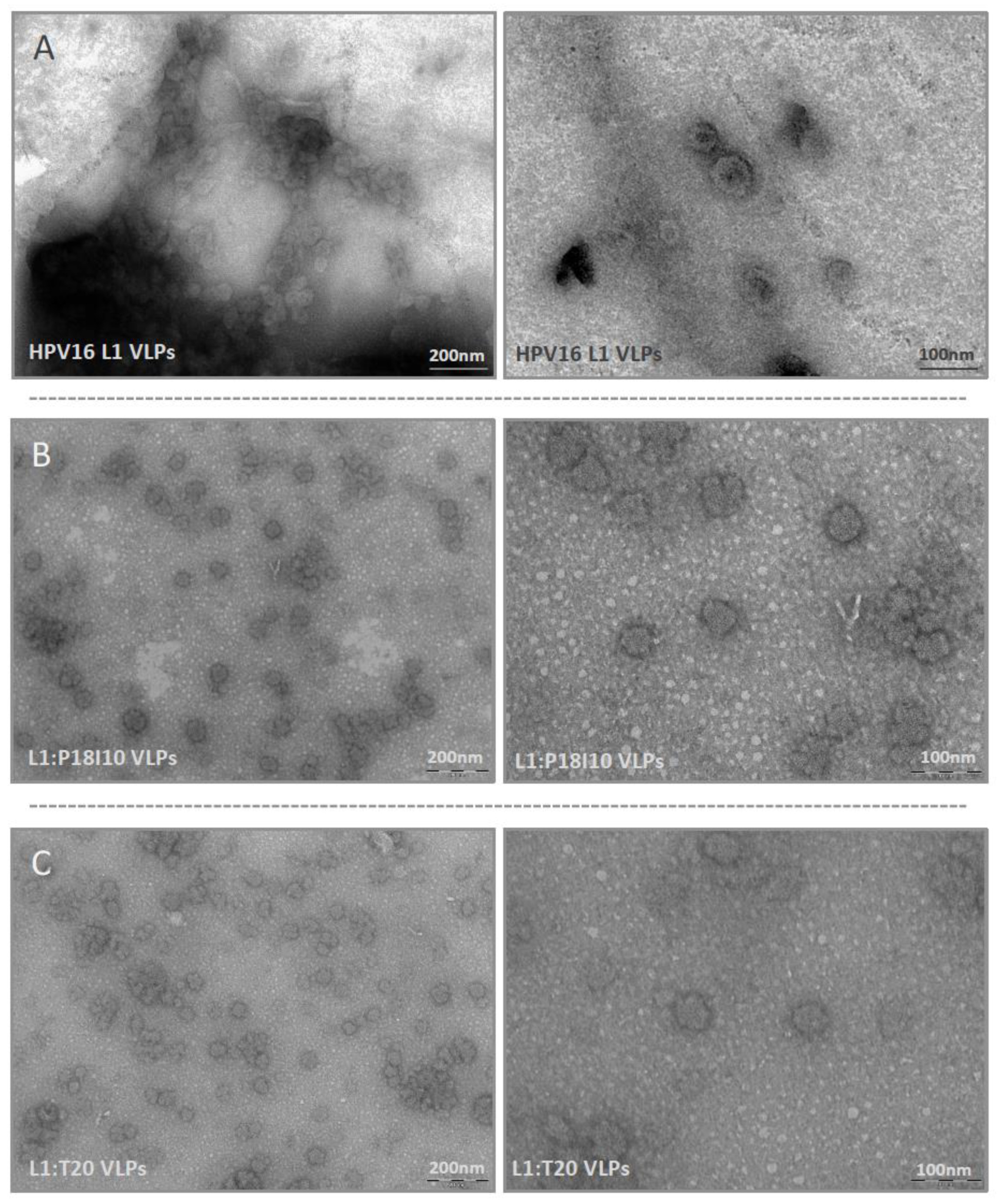 Vaccines 11 00015 g004 Vaccines 11 00015 g004