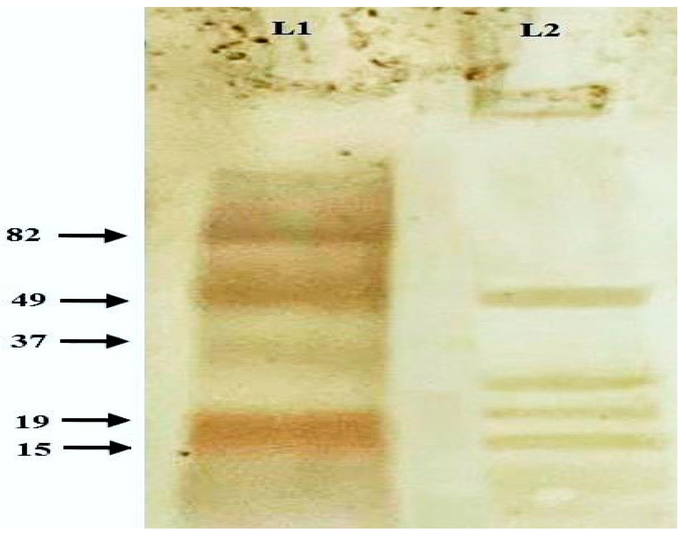 Vaccines 11 00037 g003 Vaccines 11 00037 g003