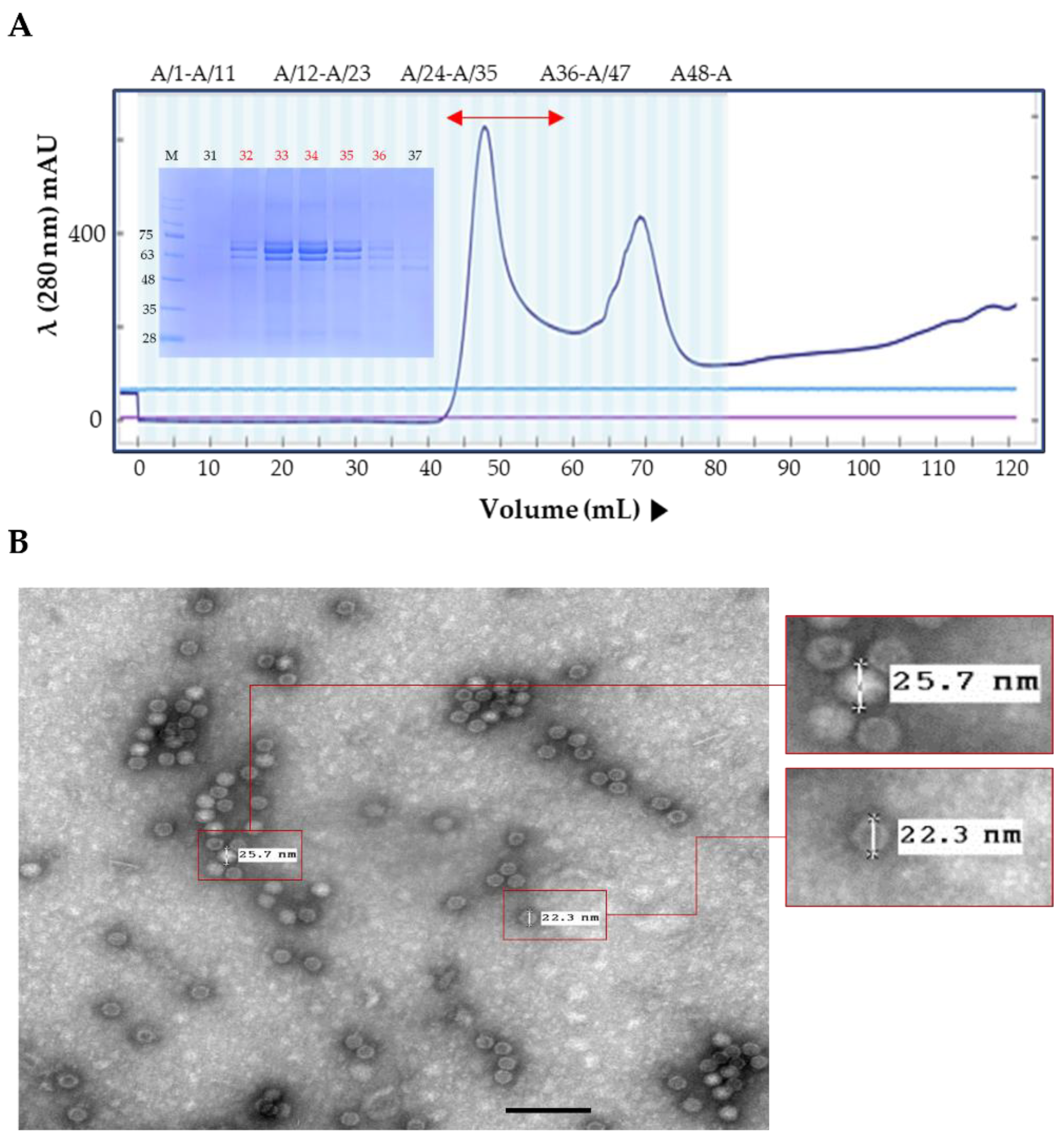 Vaccines 11 00054 g002a Vaccines 11 00054 g002a