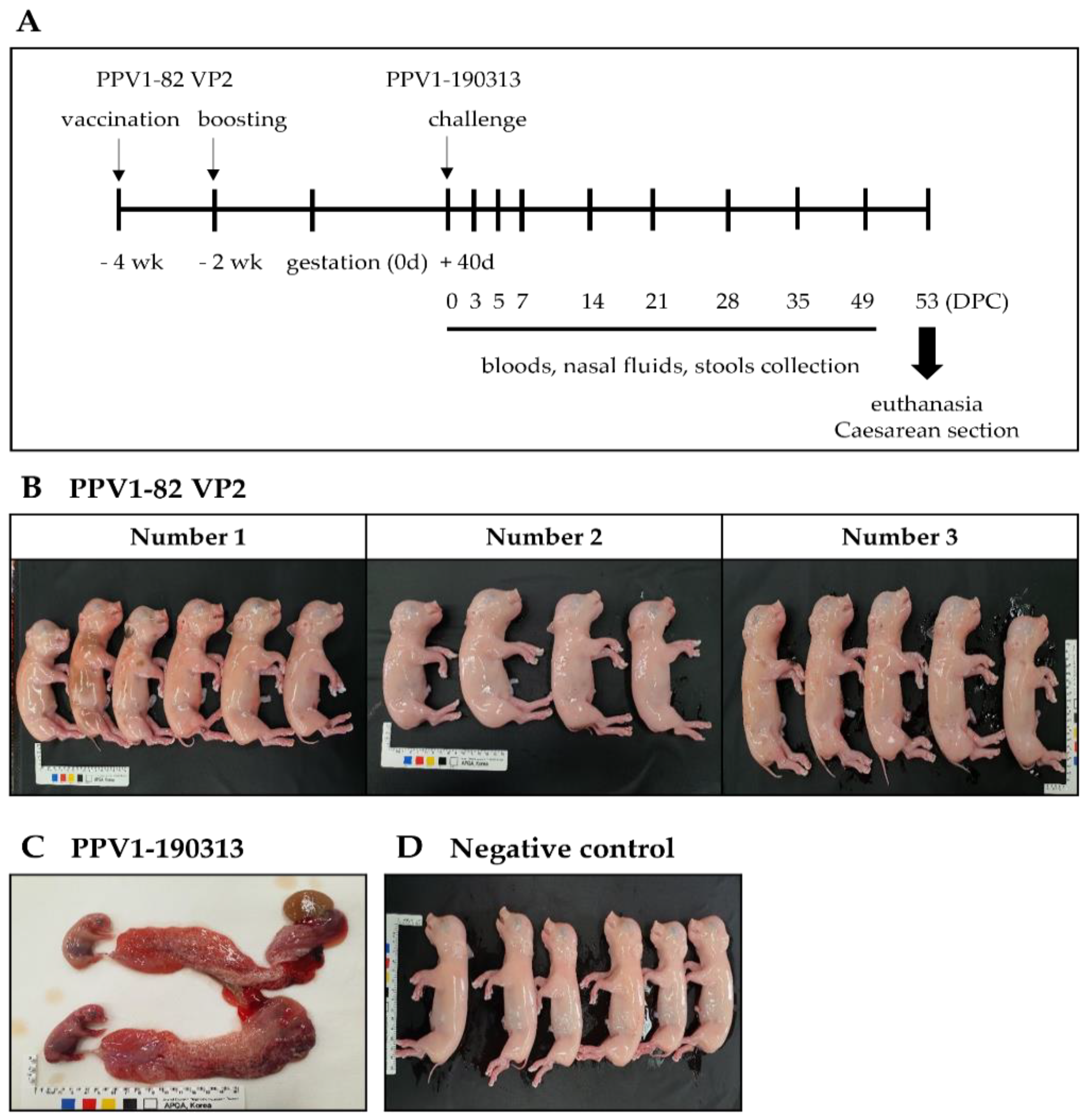 Vaccines 11 00054 g004 Vaccines 11 00054 g004