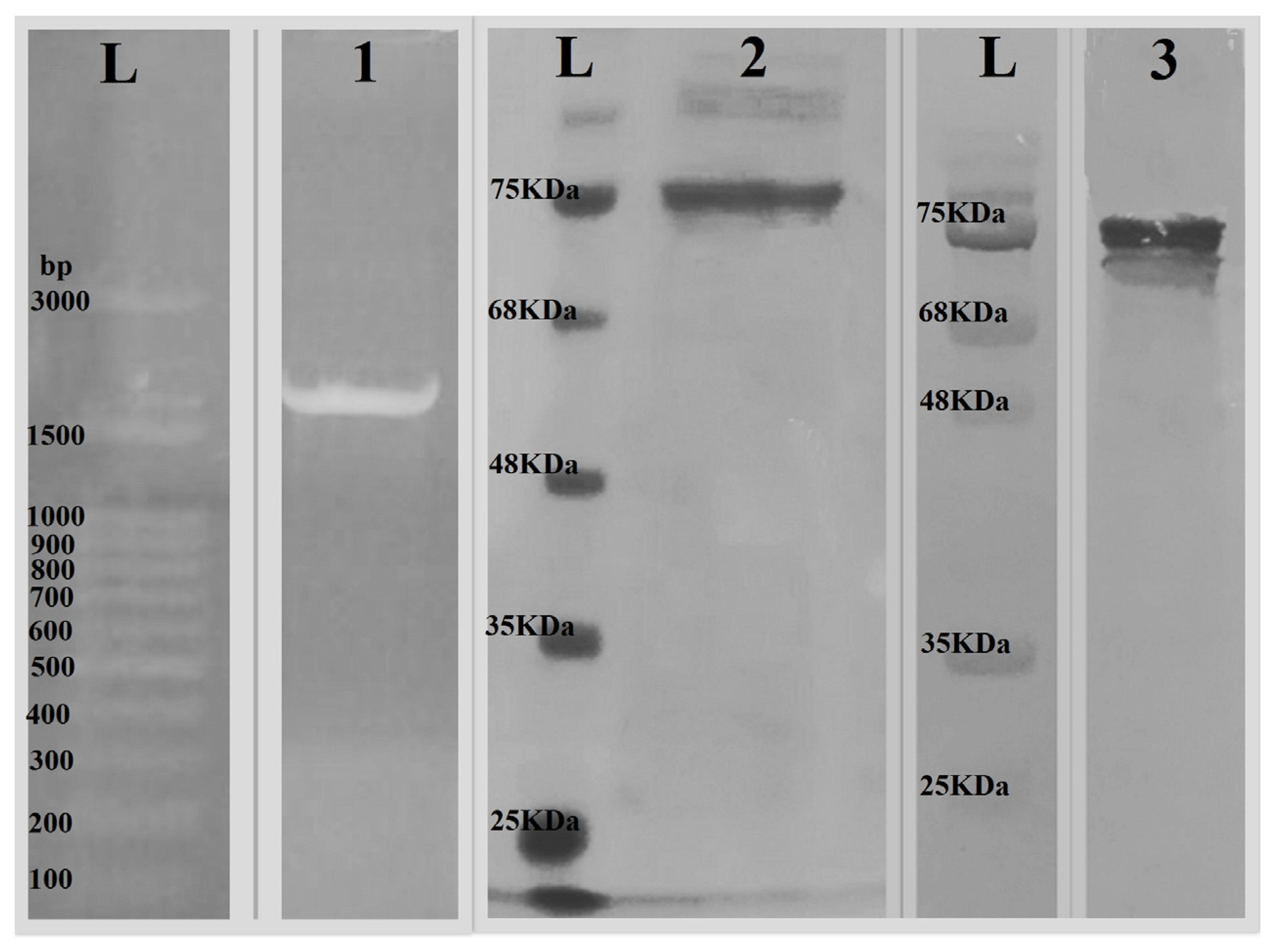 Vaccines 11 00115 g002