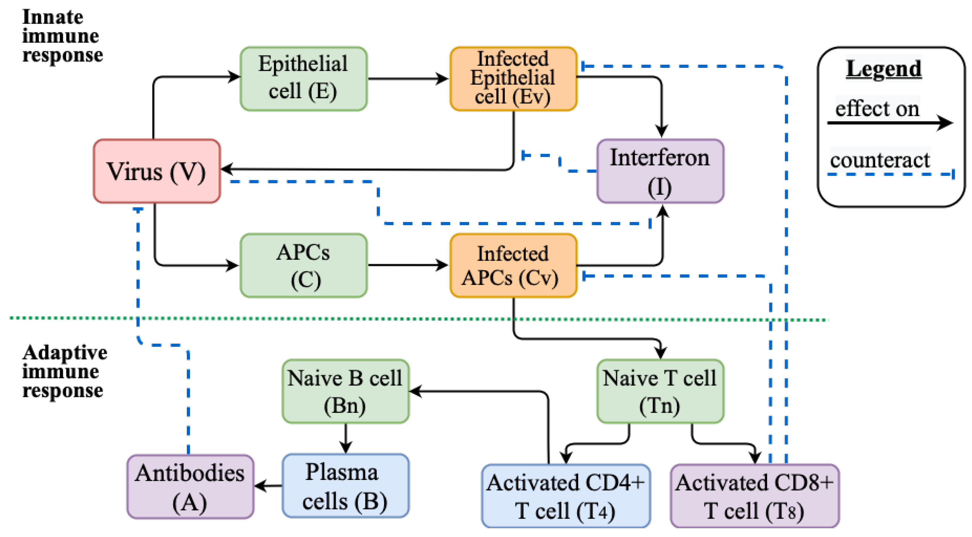 Vaccines | Free Full-Text | Modelling of the Innate and Adaptive 