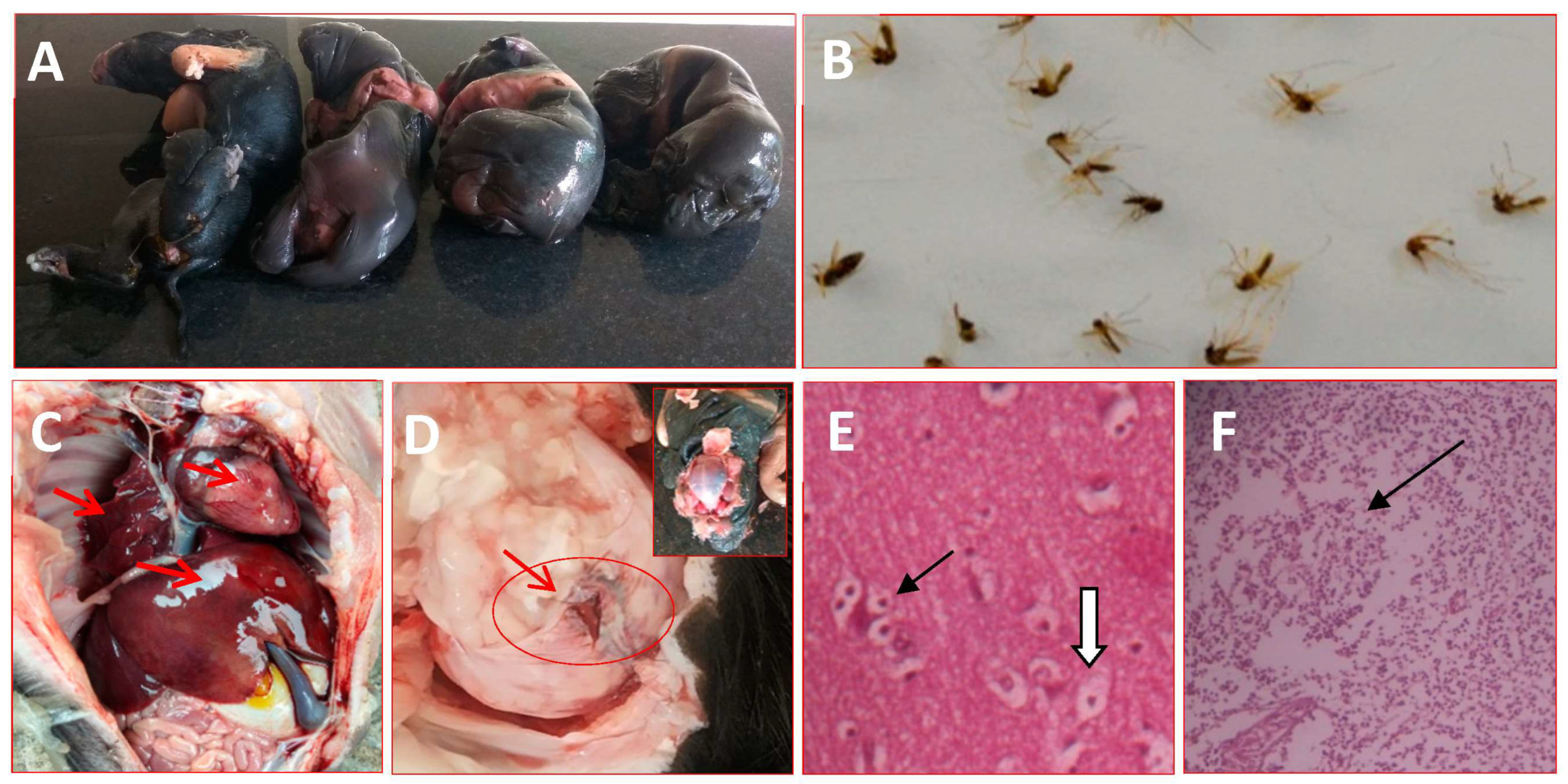 Vaccines 11 00150 g002