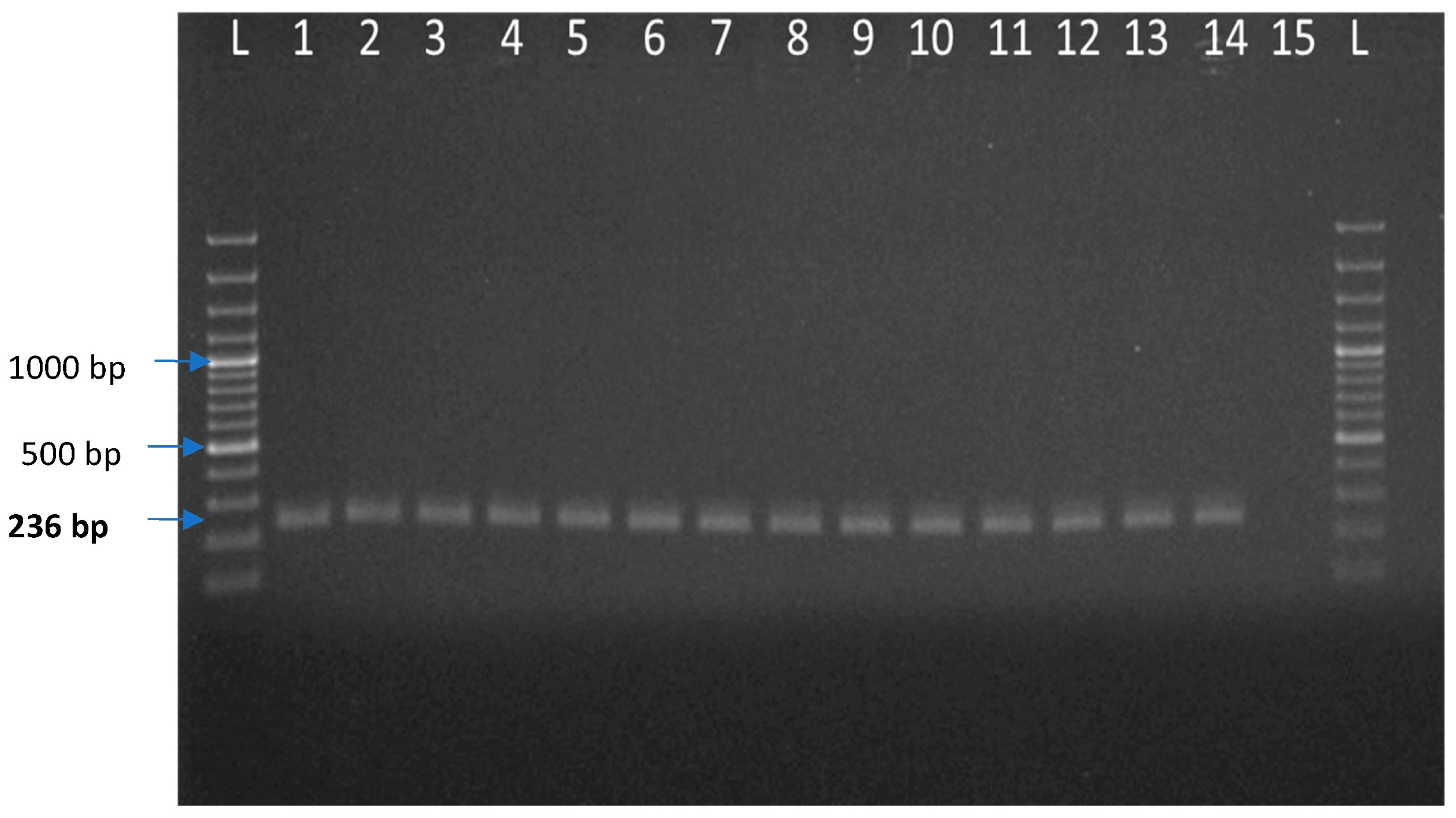 Vaccines 11 00150 g004