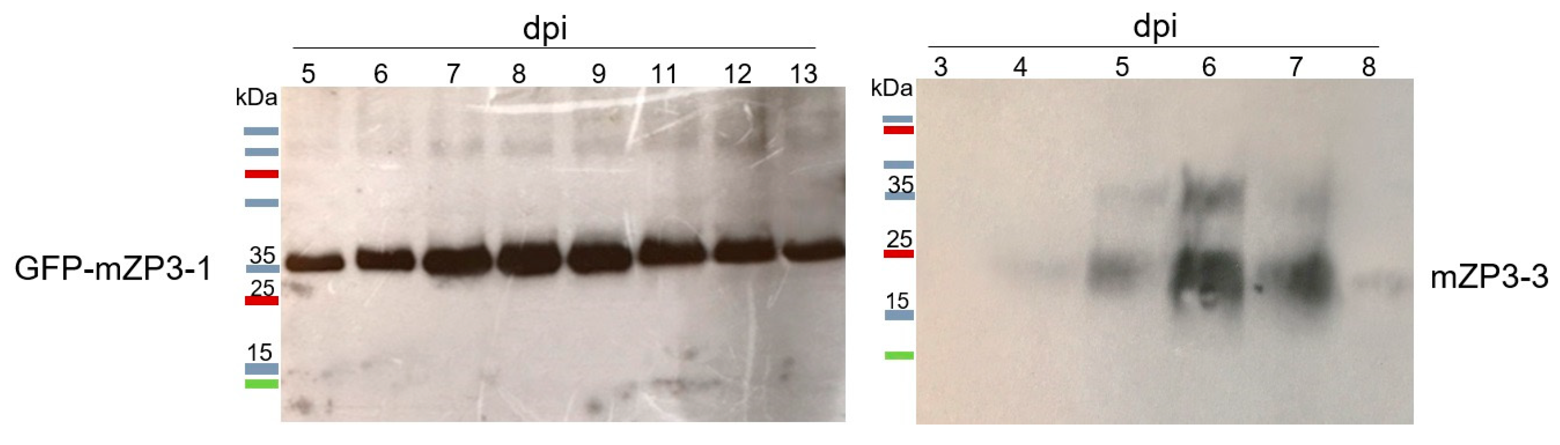 Vaccines 11 00153 g002 Vaccines 11 00153 g002