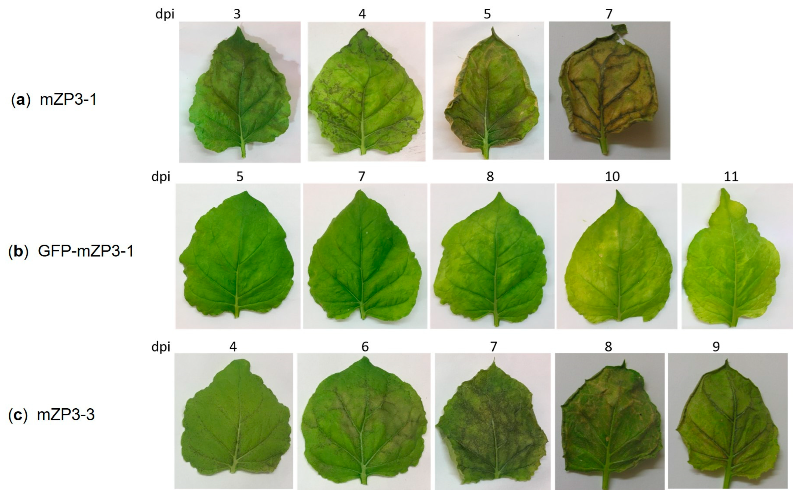 Vaccines 11 00153 g004 Vaccines 11 00153 g004