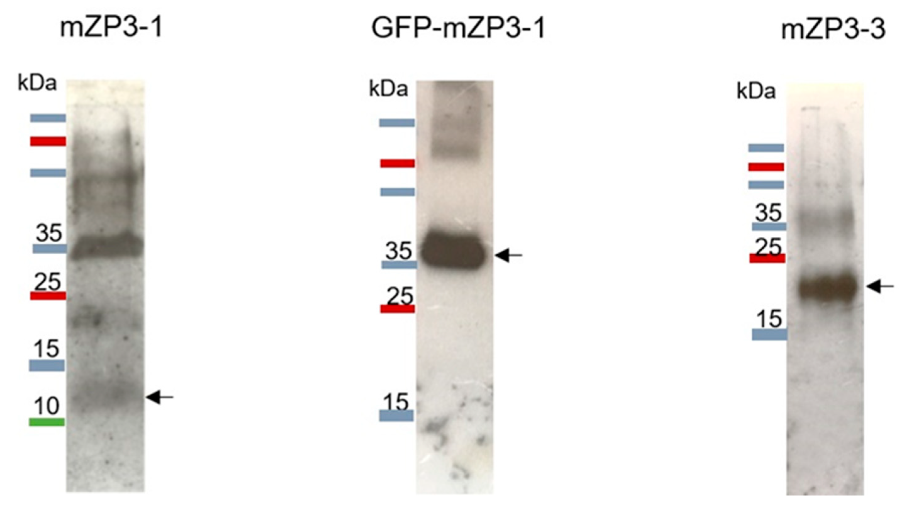 Vaccines 11 00153 g005 Vaccines 11 00153 g005