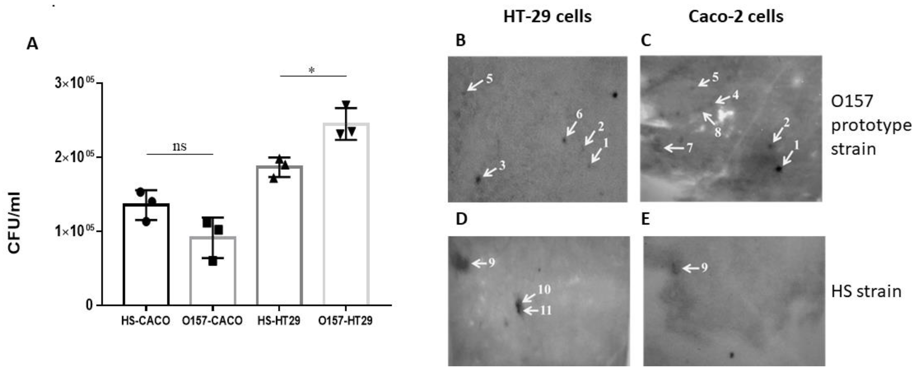 Vaccines 11 00175 g001 Vaccines 11 00175 g001