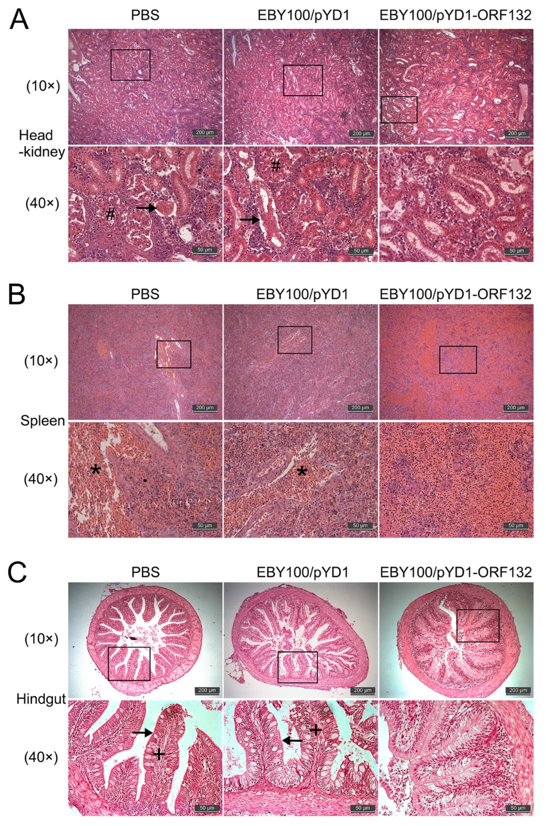 Vaccines 11 00186 g007 Vaccines 11 00186 g007