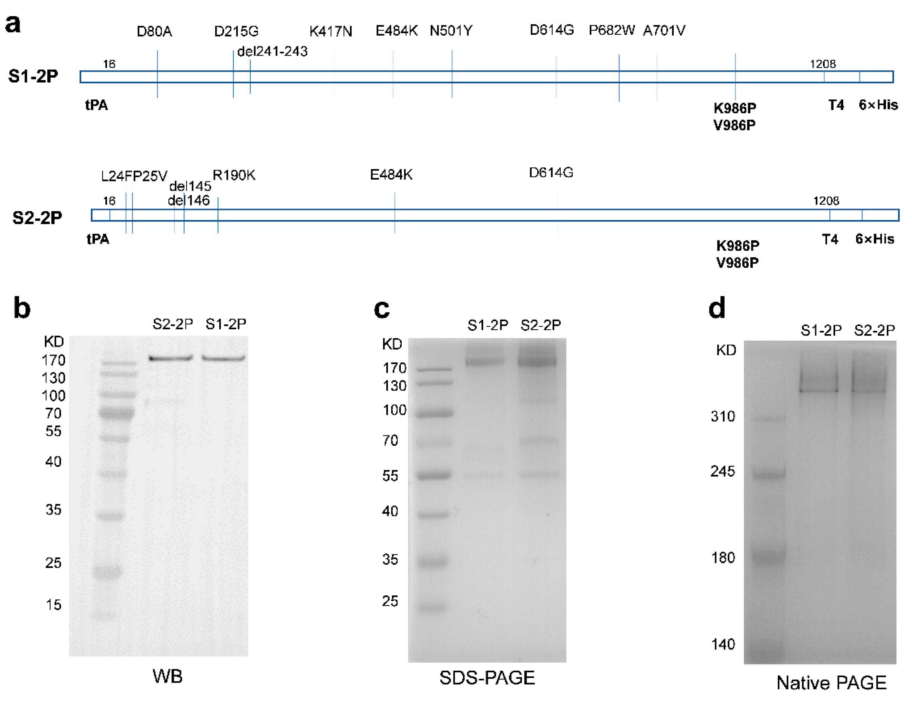 Vaccines 11 00193 g001