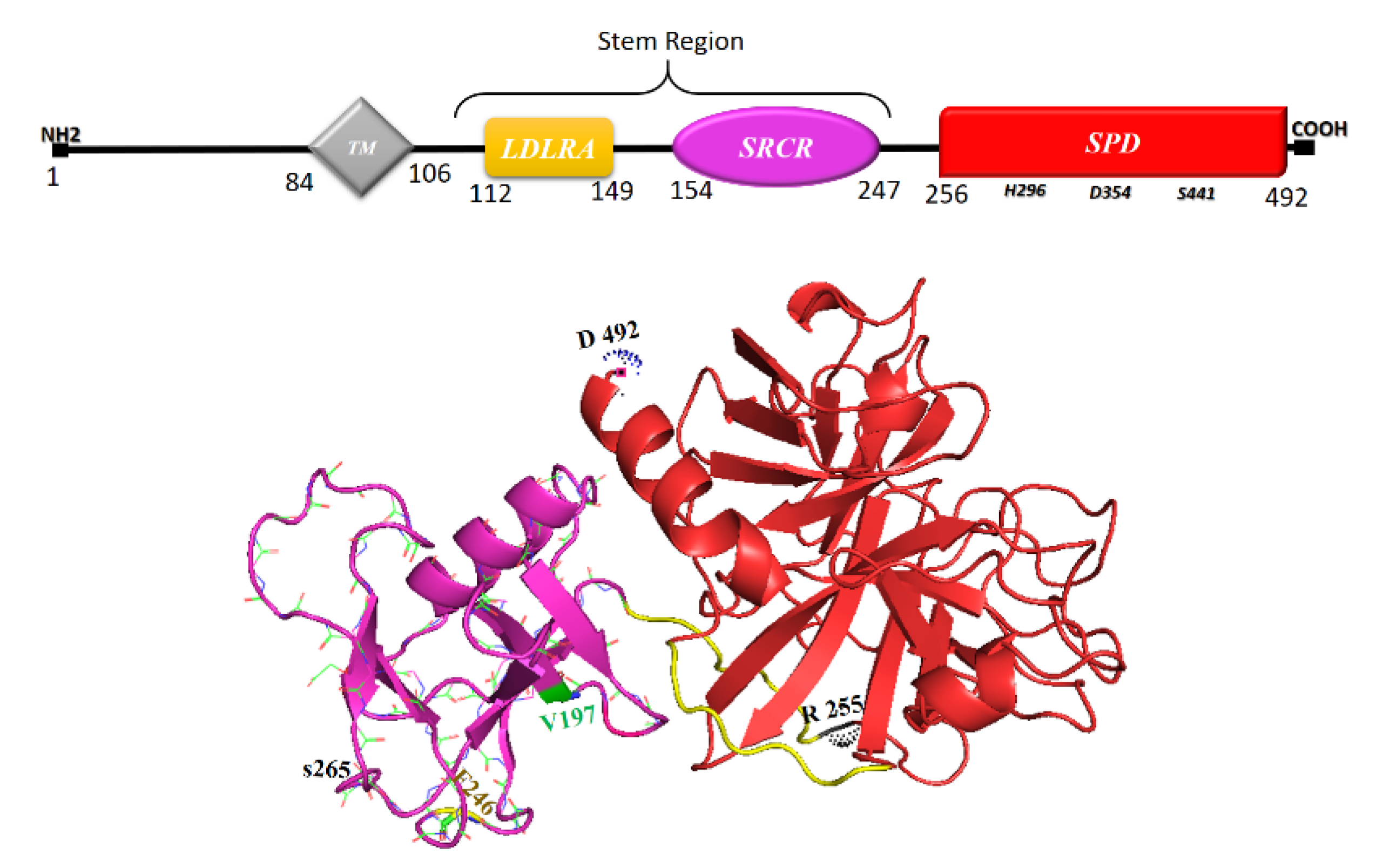 Vaccines 11 00204 g003 Vaccines 11 00204 g003
