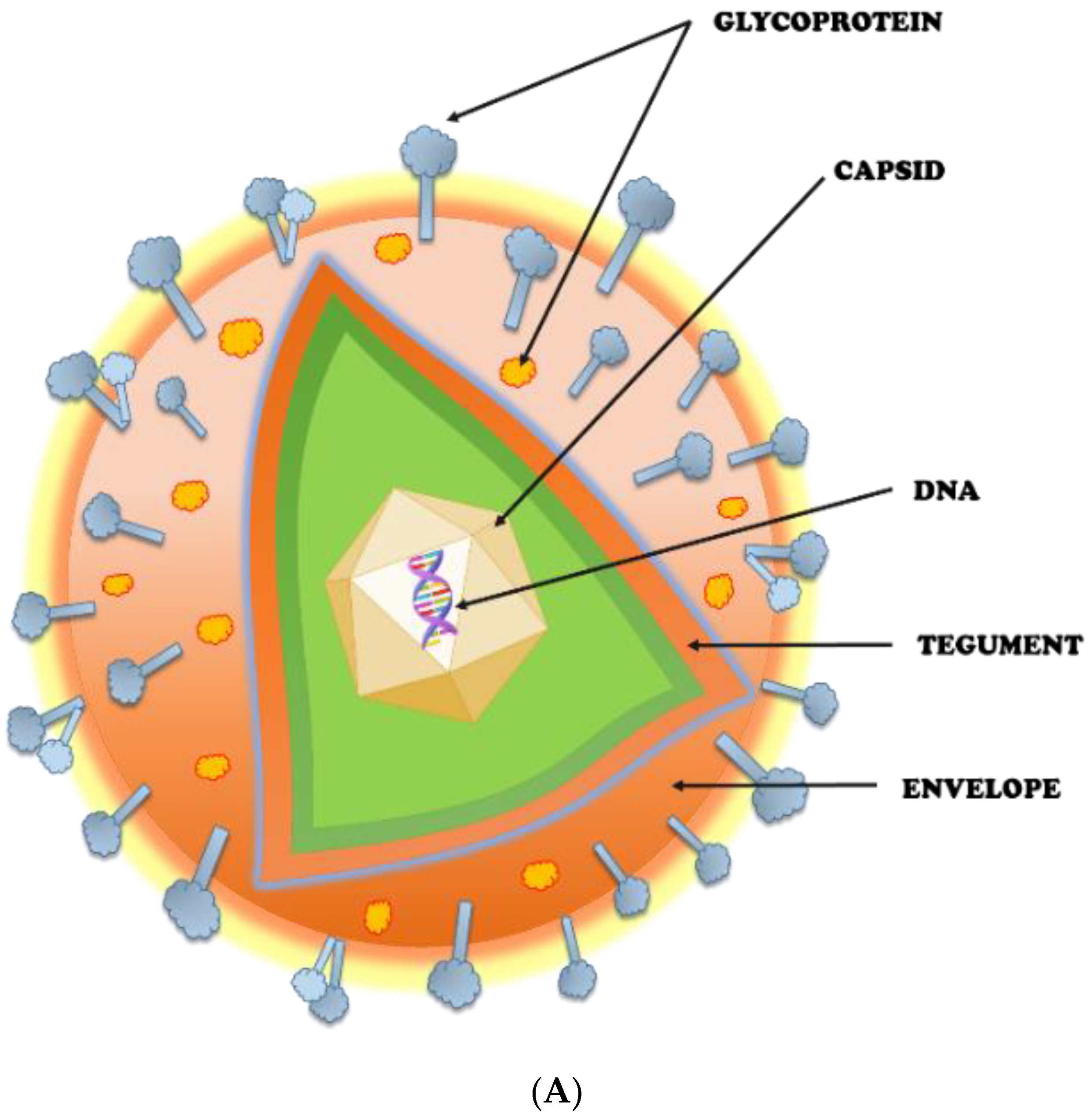 Клетки Тцанку герпес. Titering of ventiviral Particles cheme. P virus